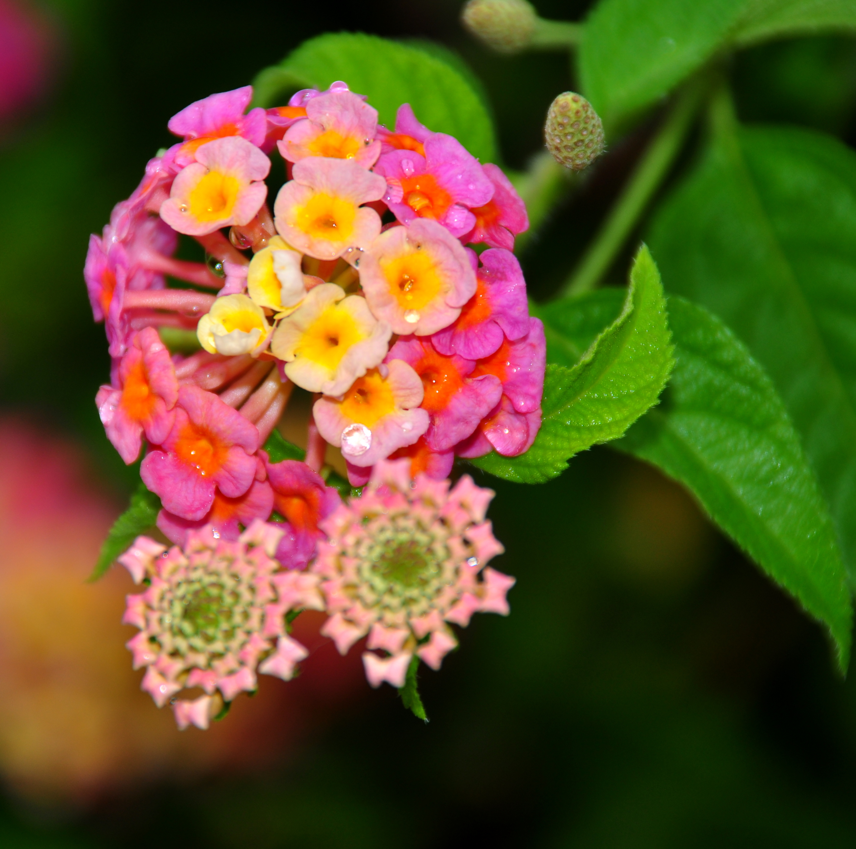 Lantana camara for pink