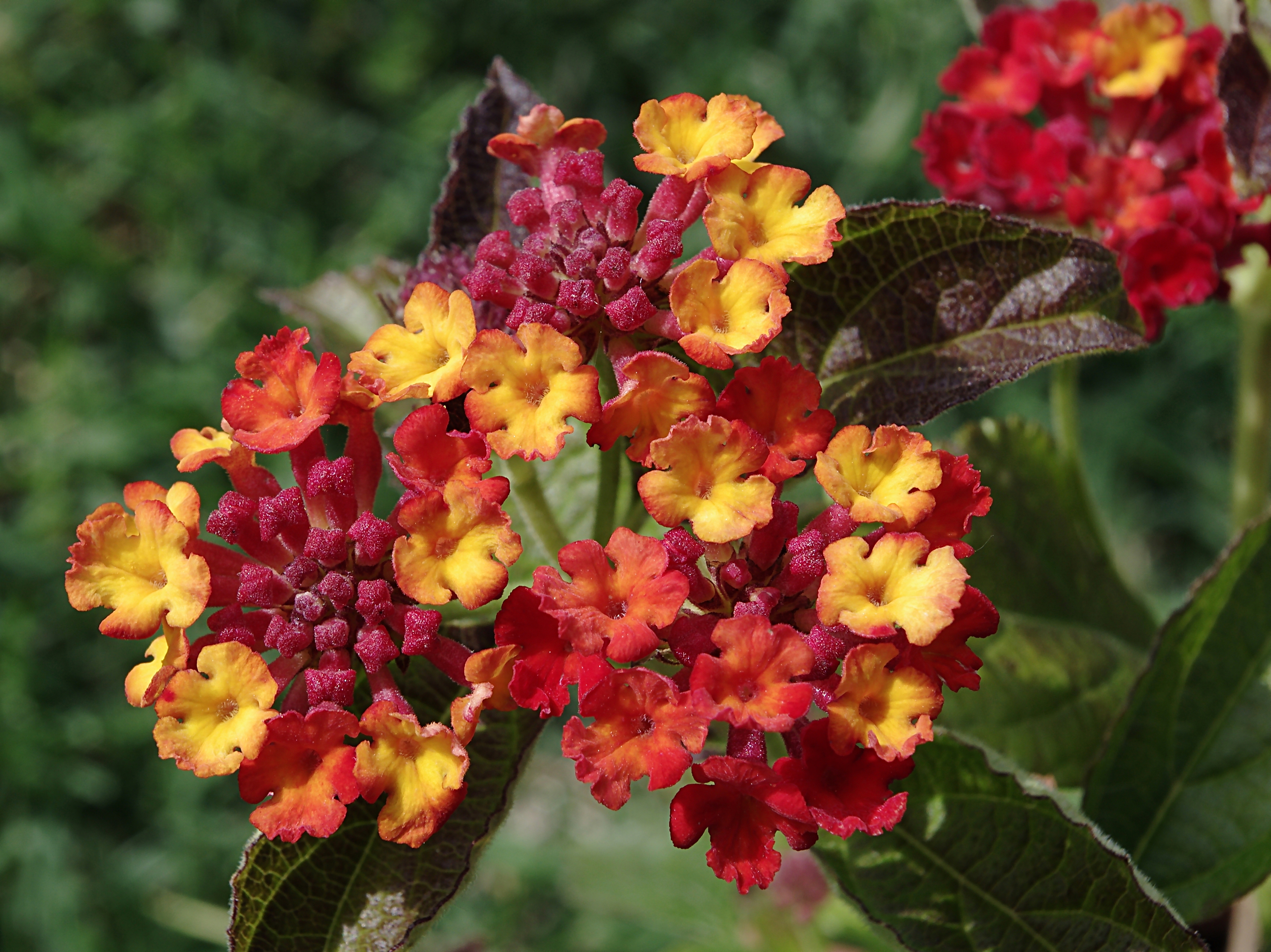 Lantana Camara FR 2012