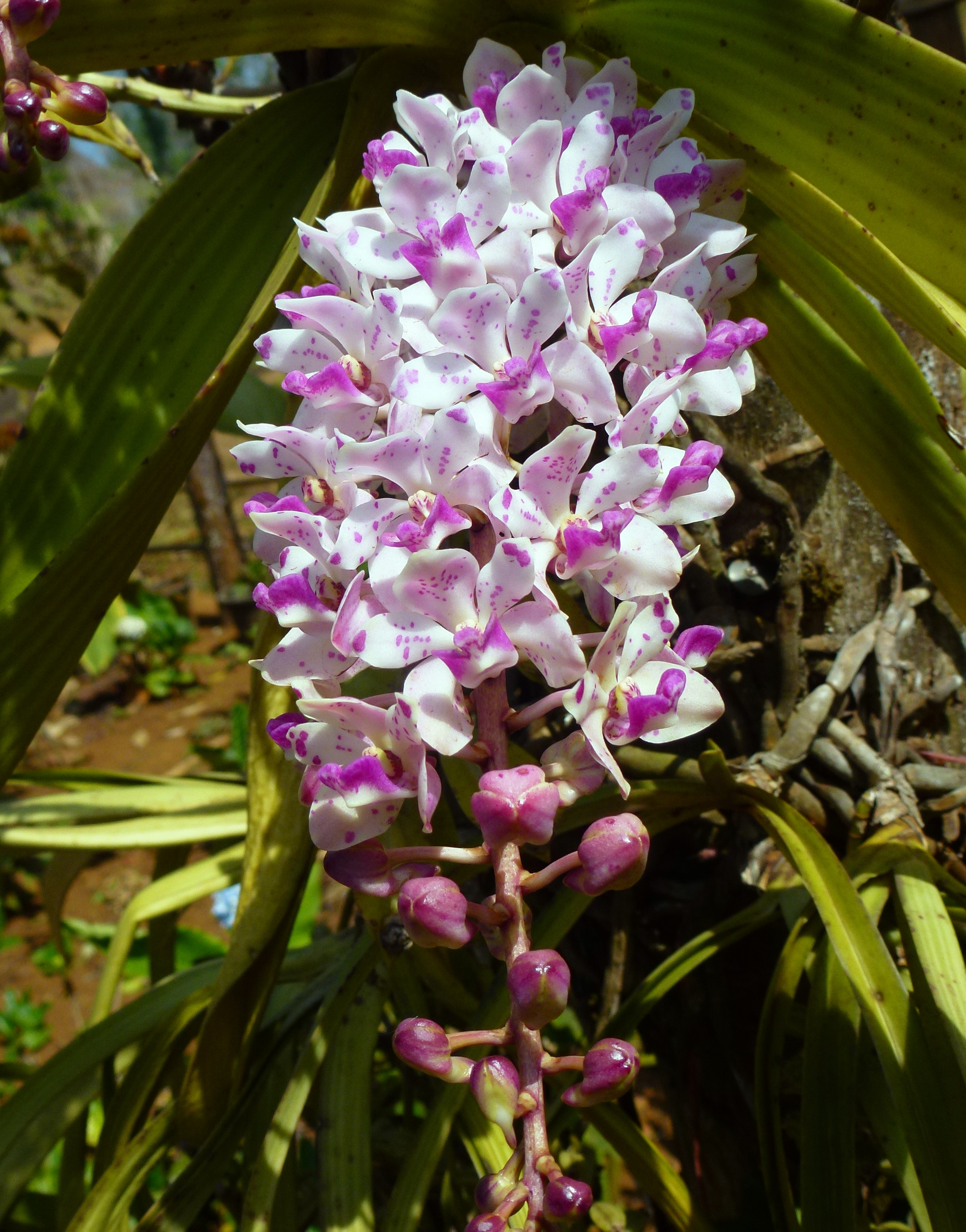 Laos, plantations sur le Plateau des Bolovens, (8)