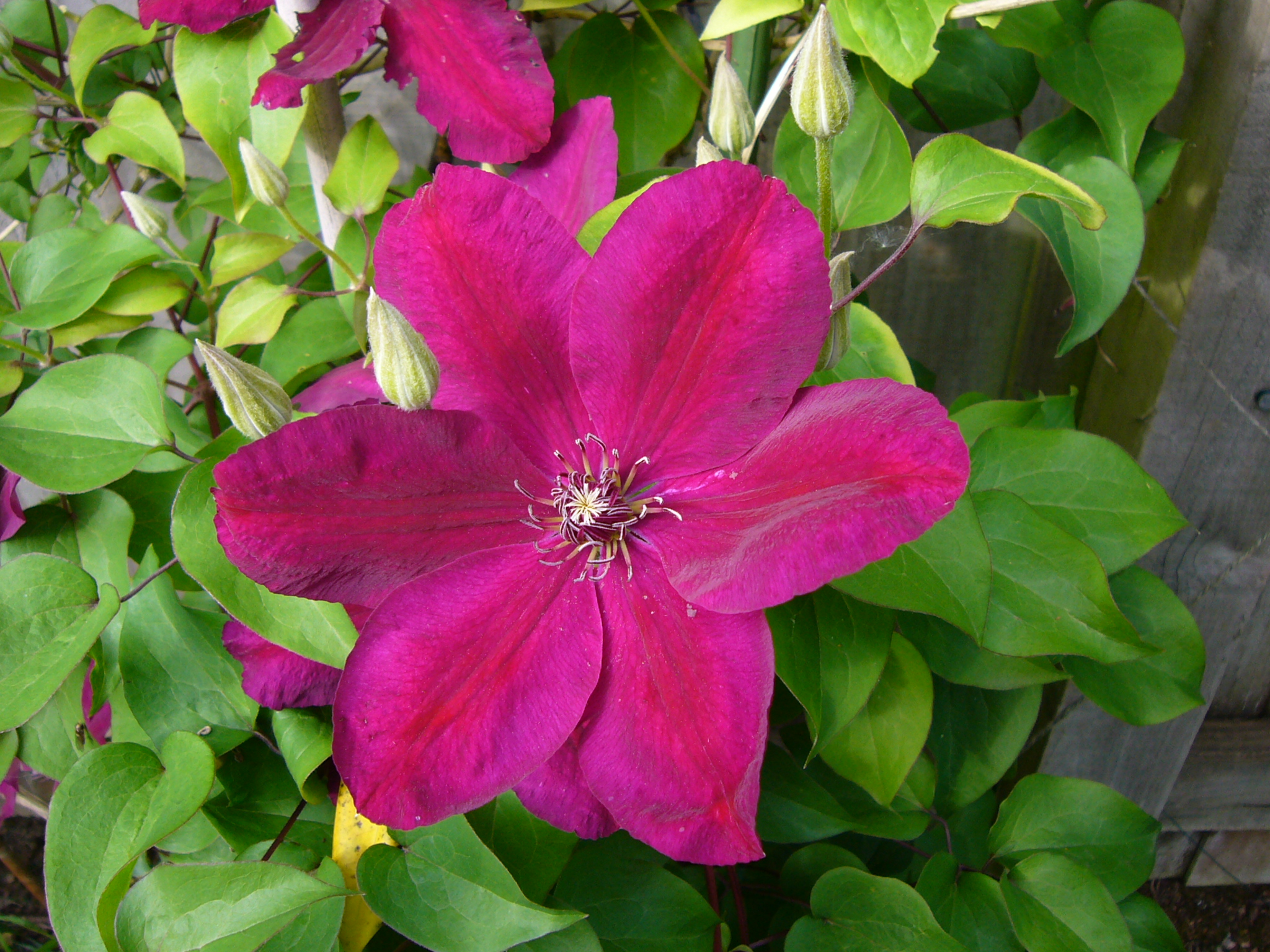 Large clematis (red)