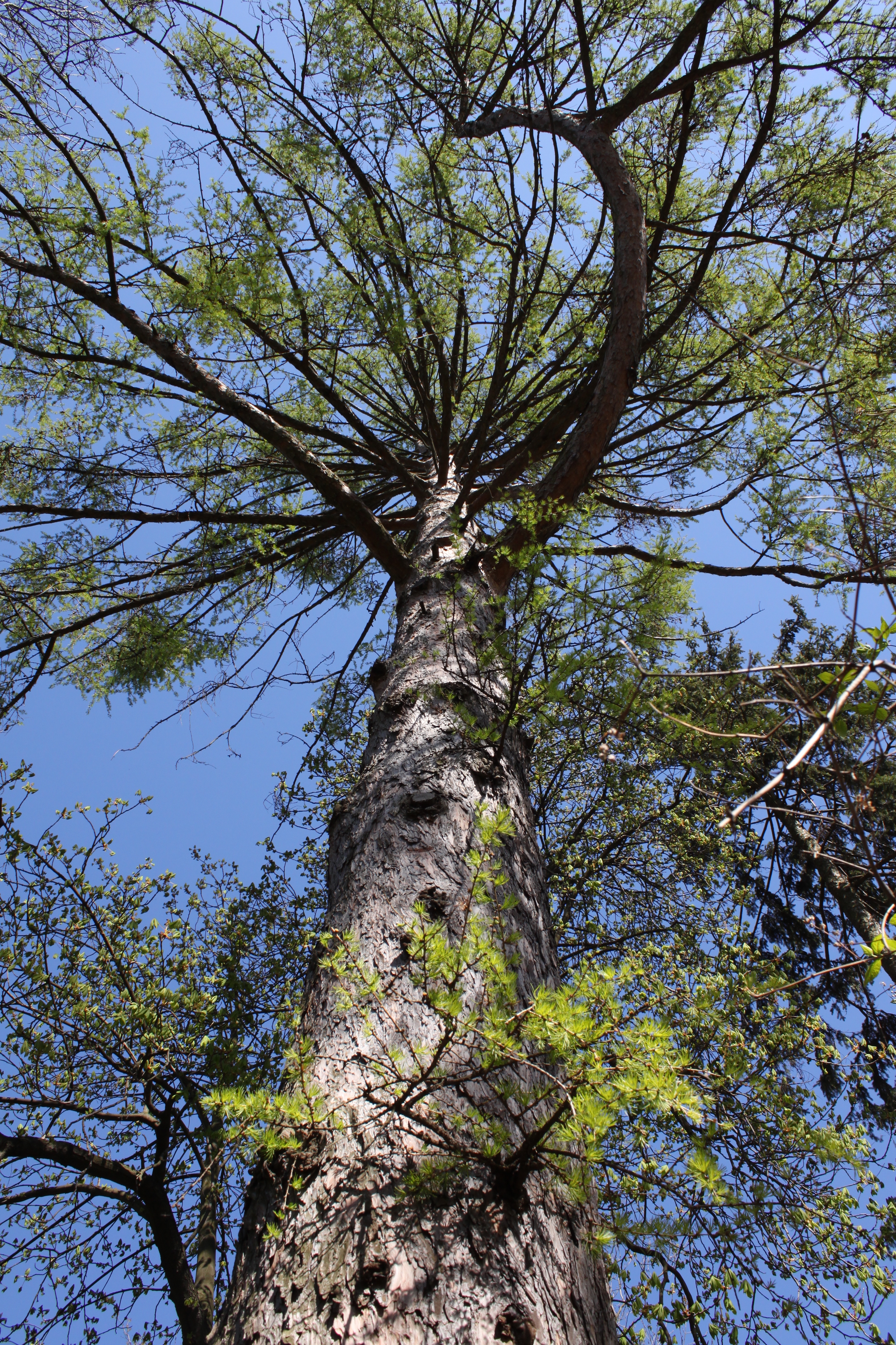 Larix decidua Marki 2