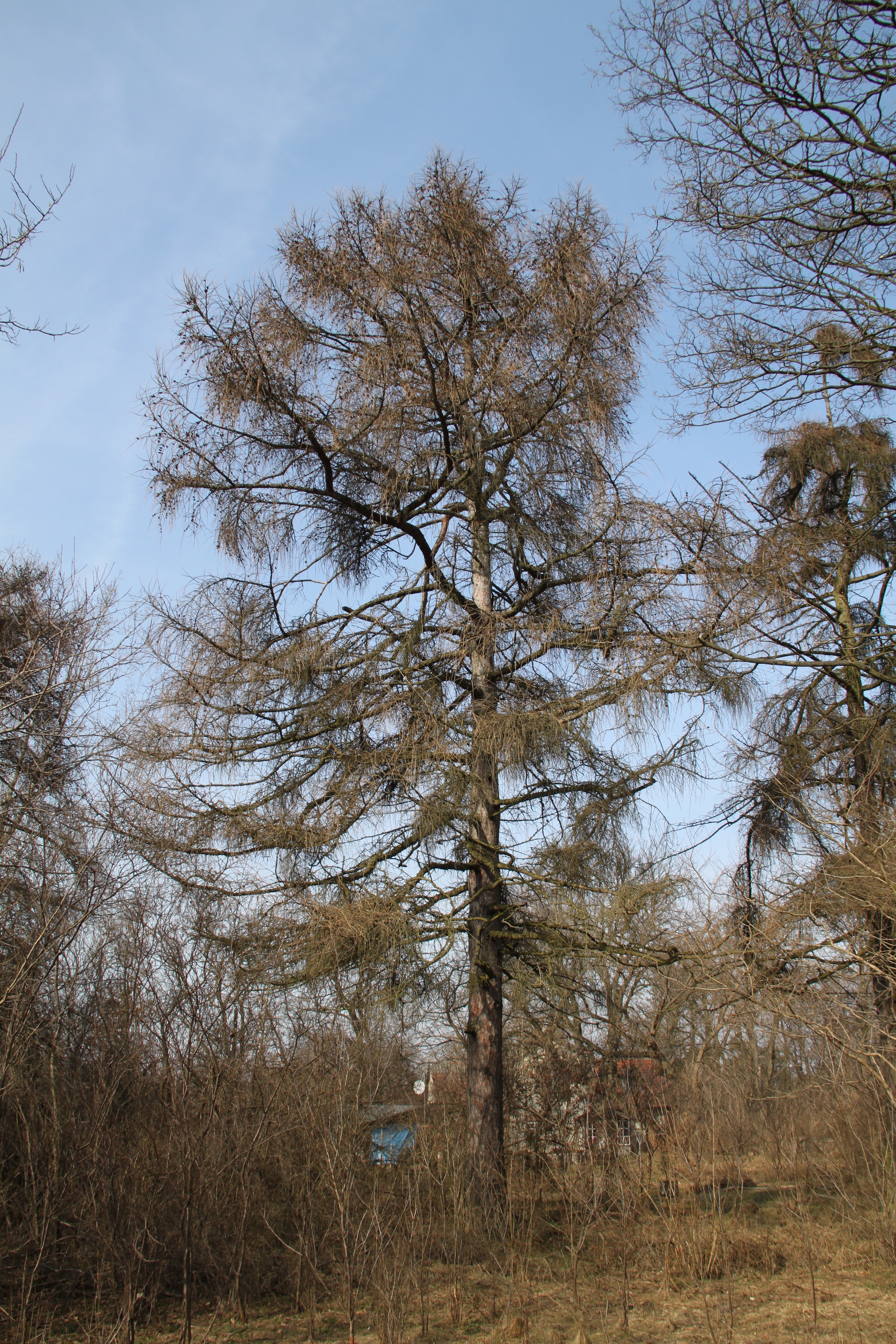 Larix decidua Marki 7