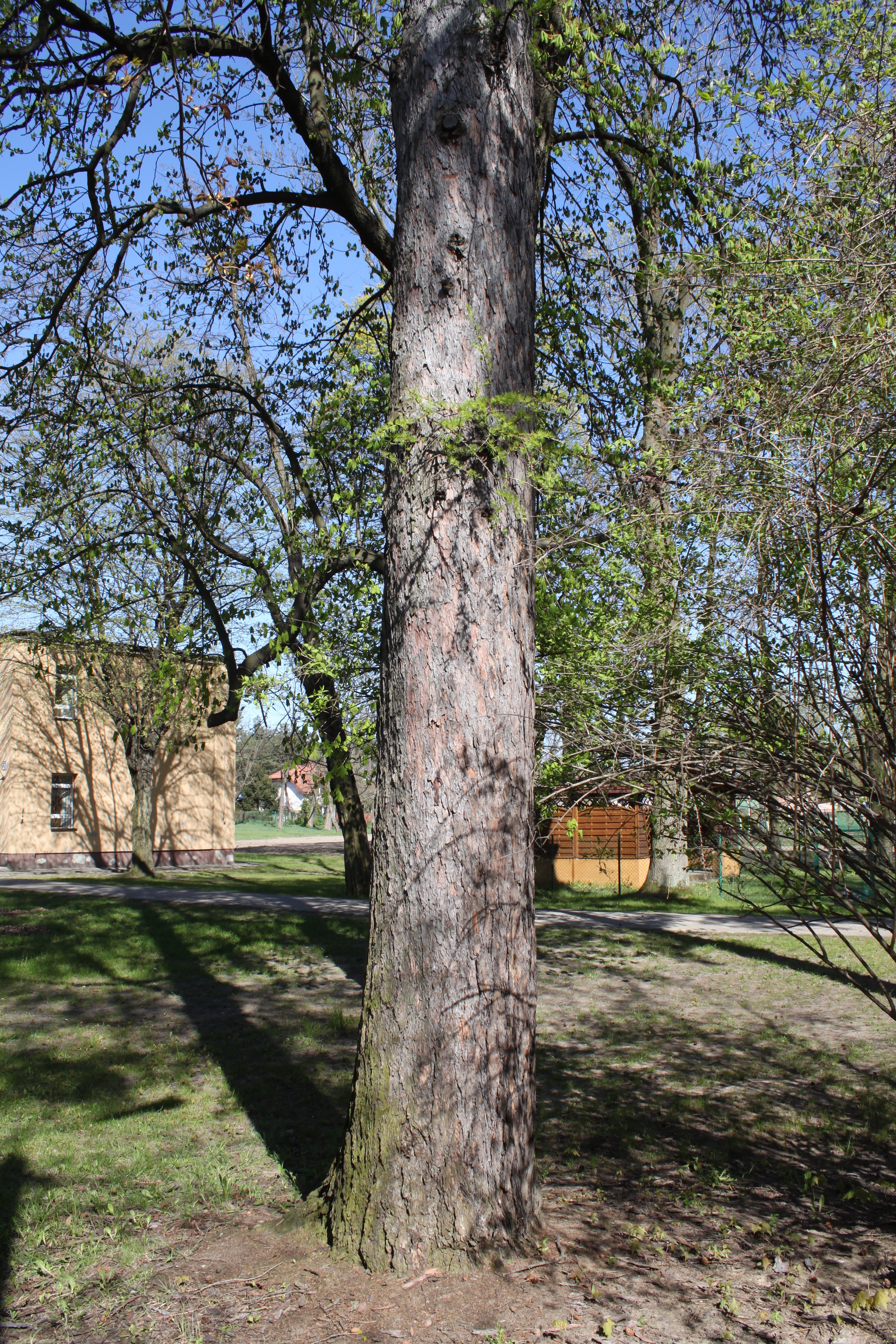 Larix decidua trunk Marki 3