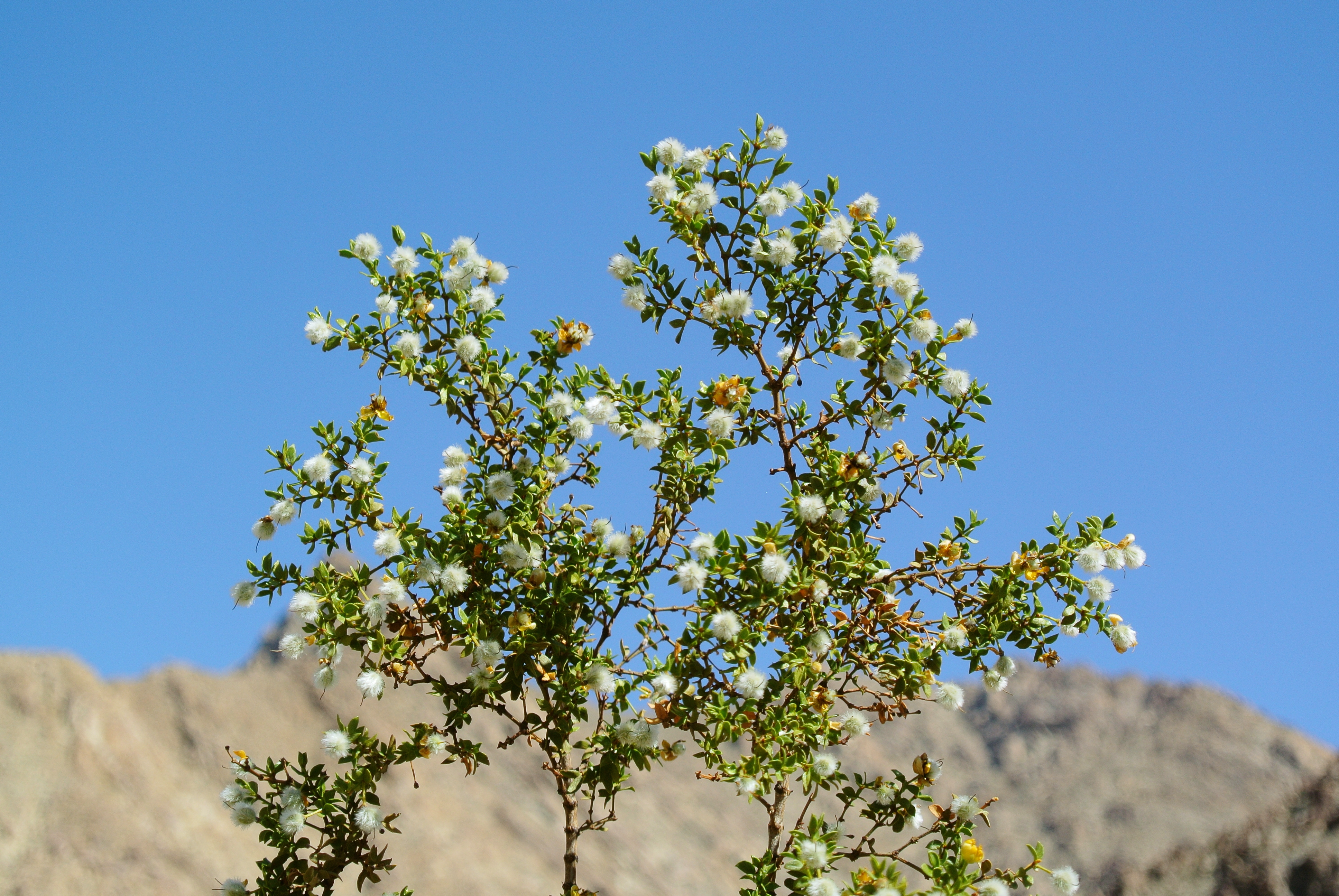 Larrea tridentata Anza-Borrego