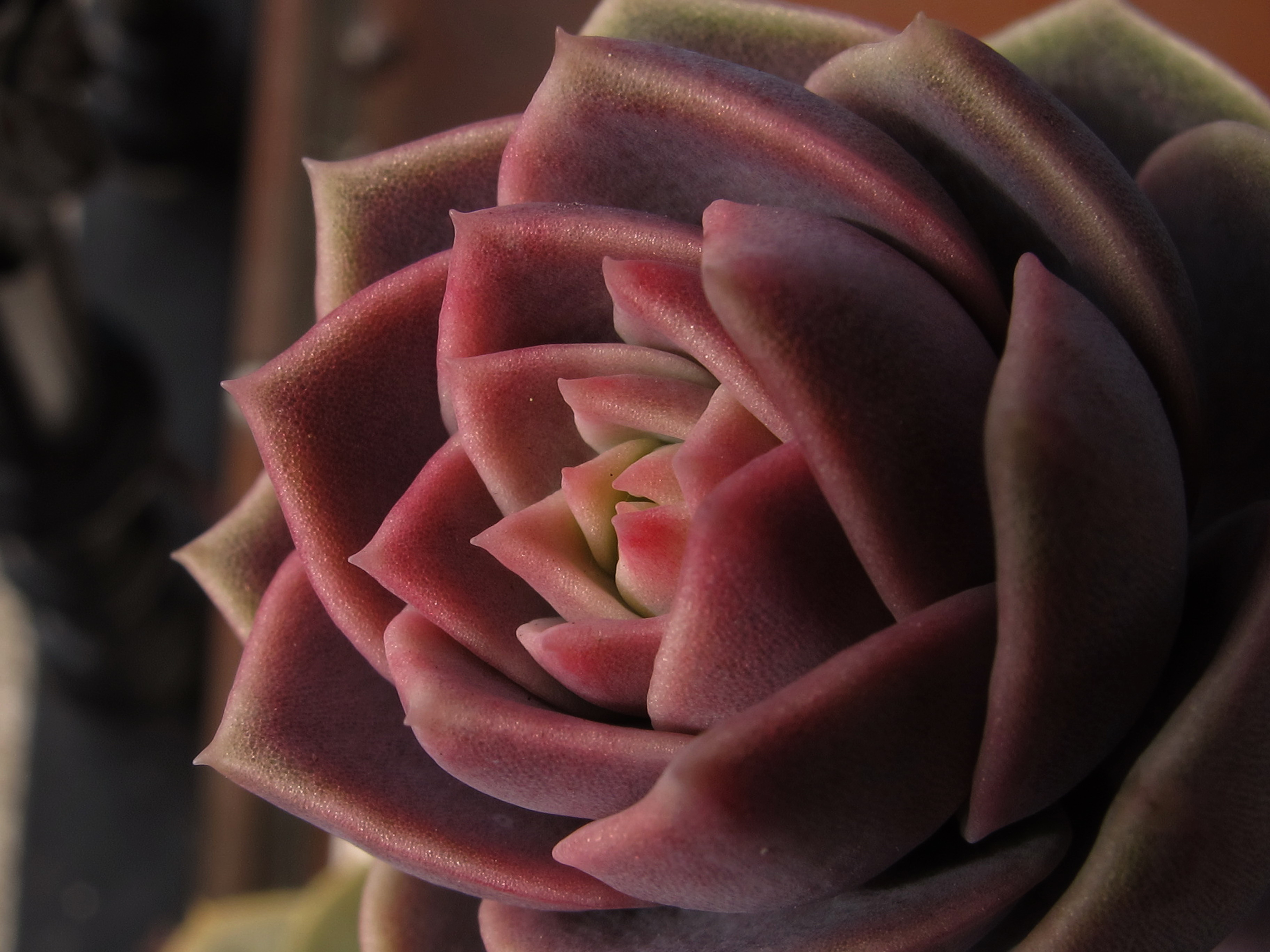 Las rosas crasas (6329397213)