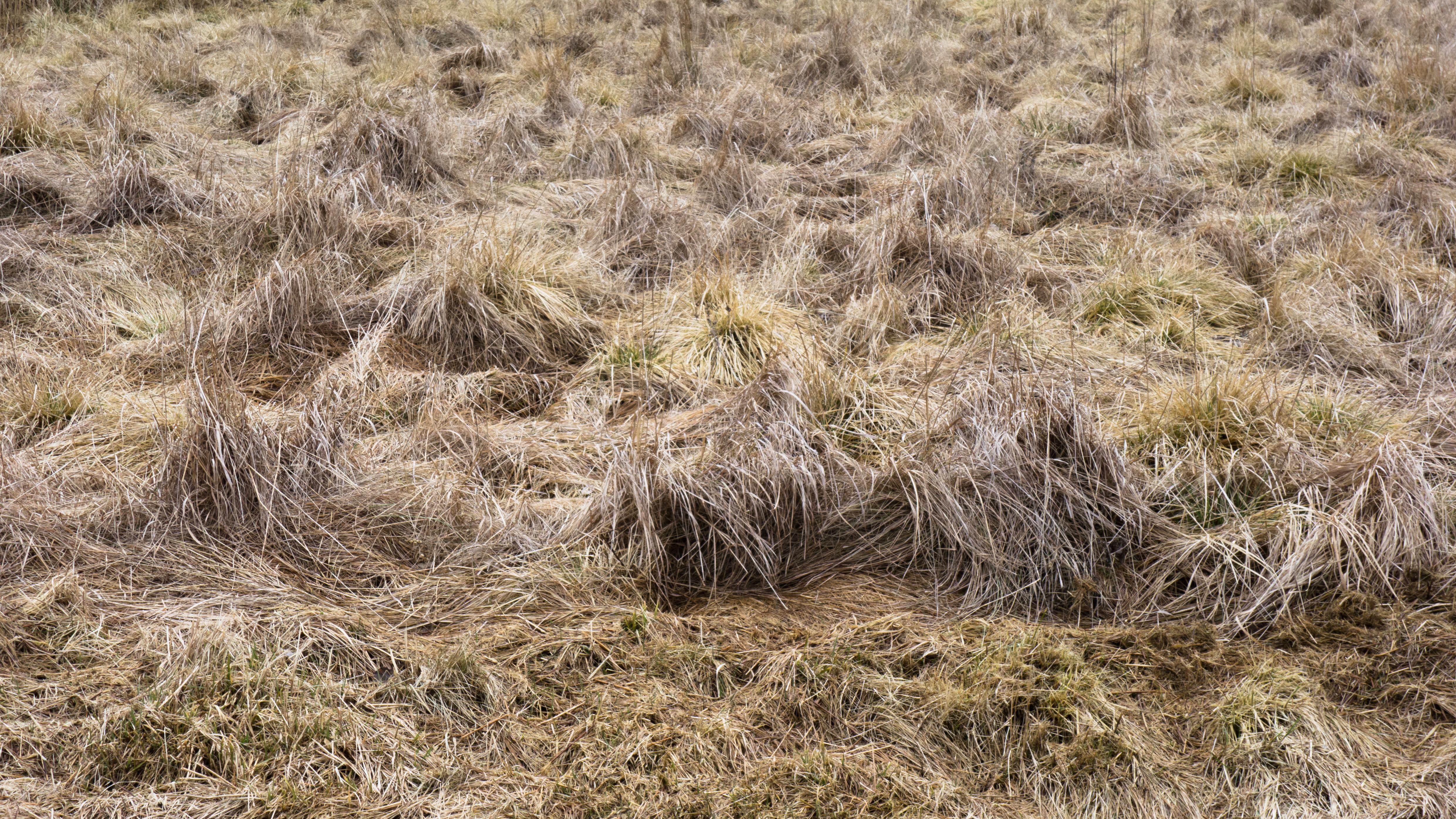 Last year's tufts of grass - overcast day