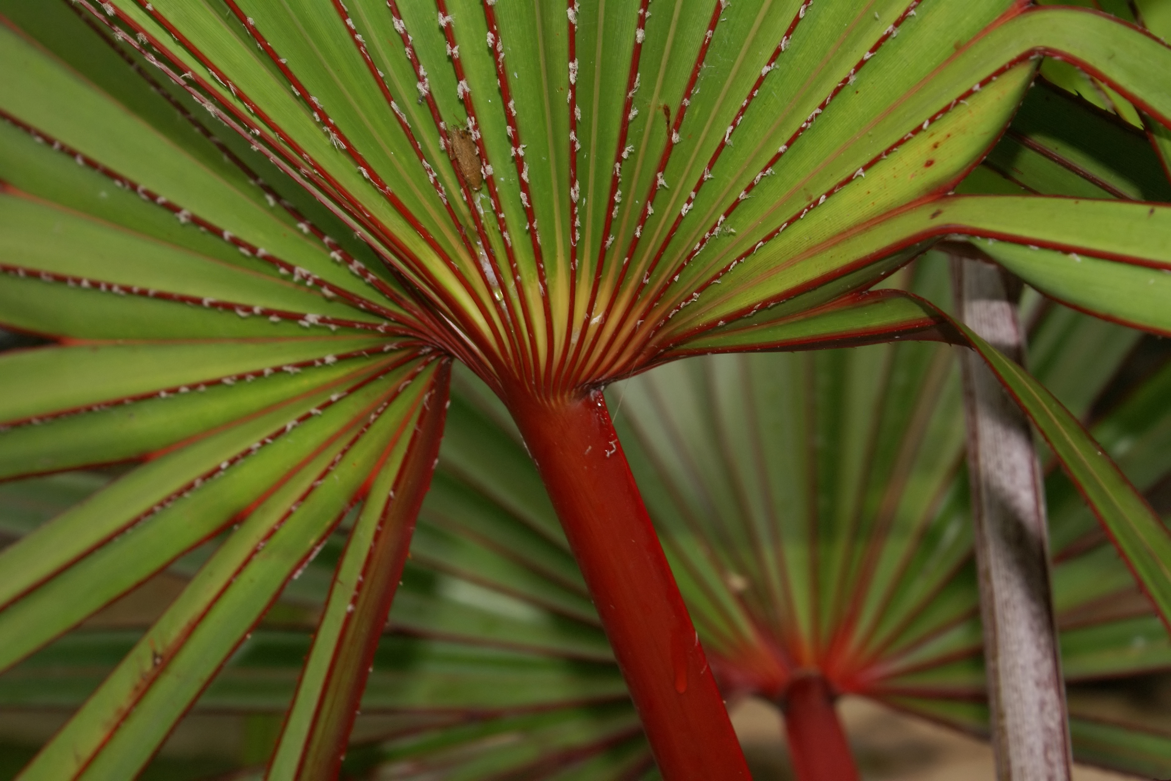 Latania lontaroides young foliage (detail)
