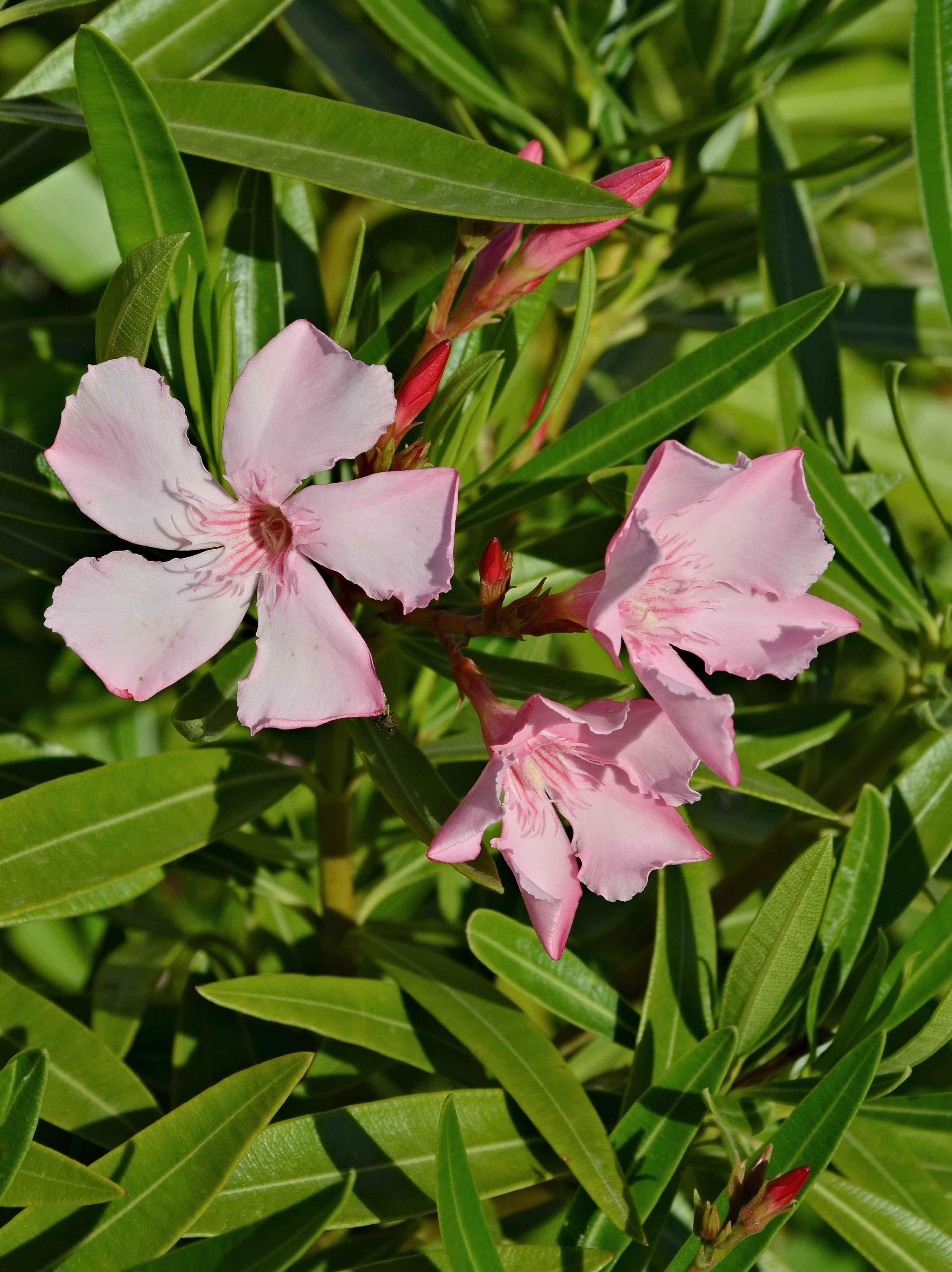 Laurier rose FR 2014