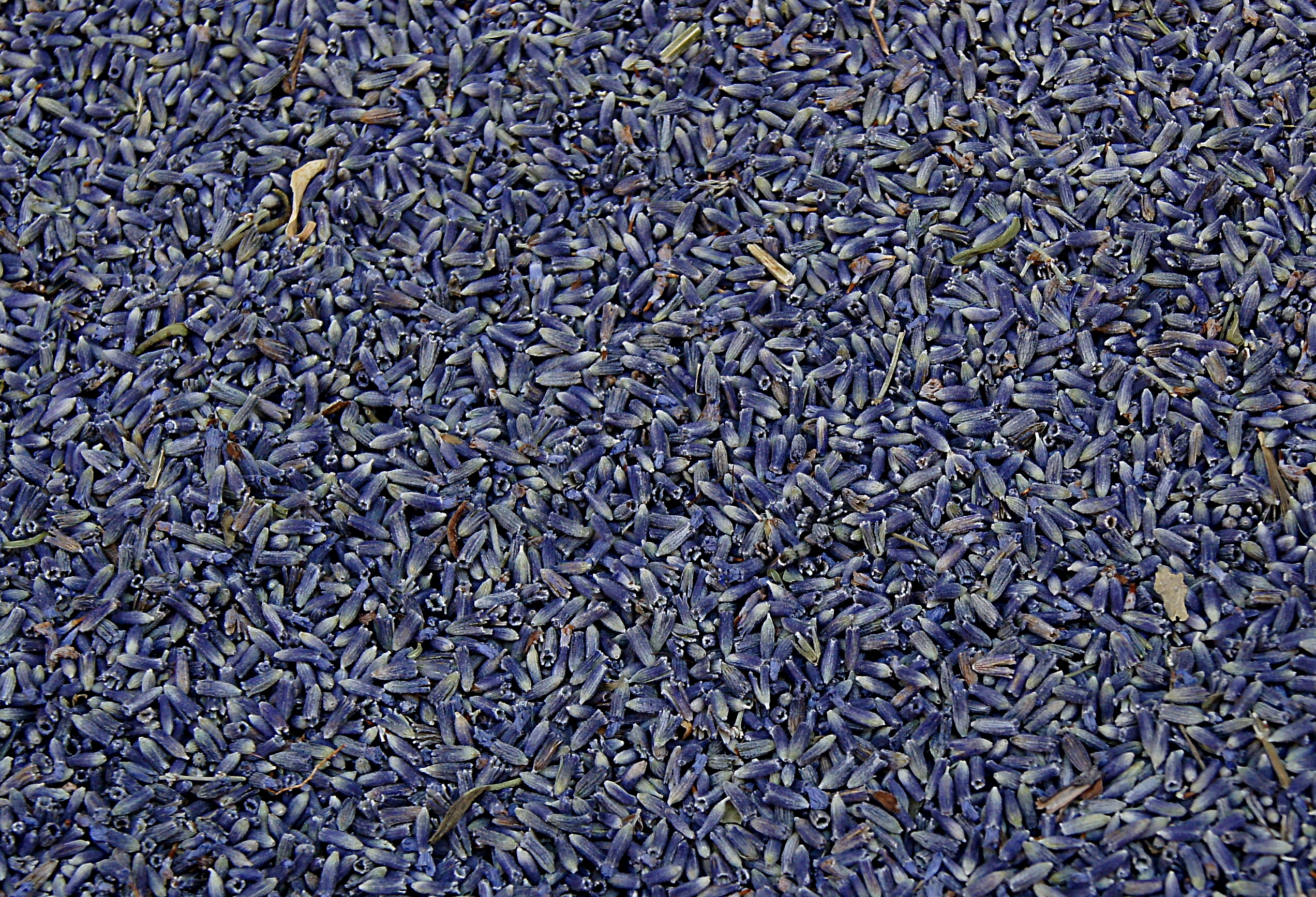 Lavander