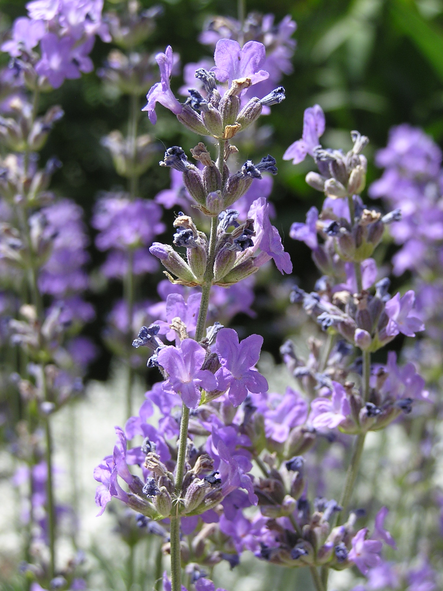 Lavandula angustifolia in Sedovo 1