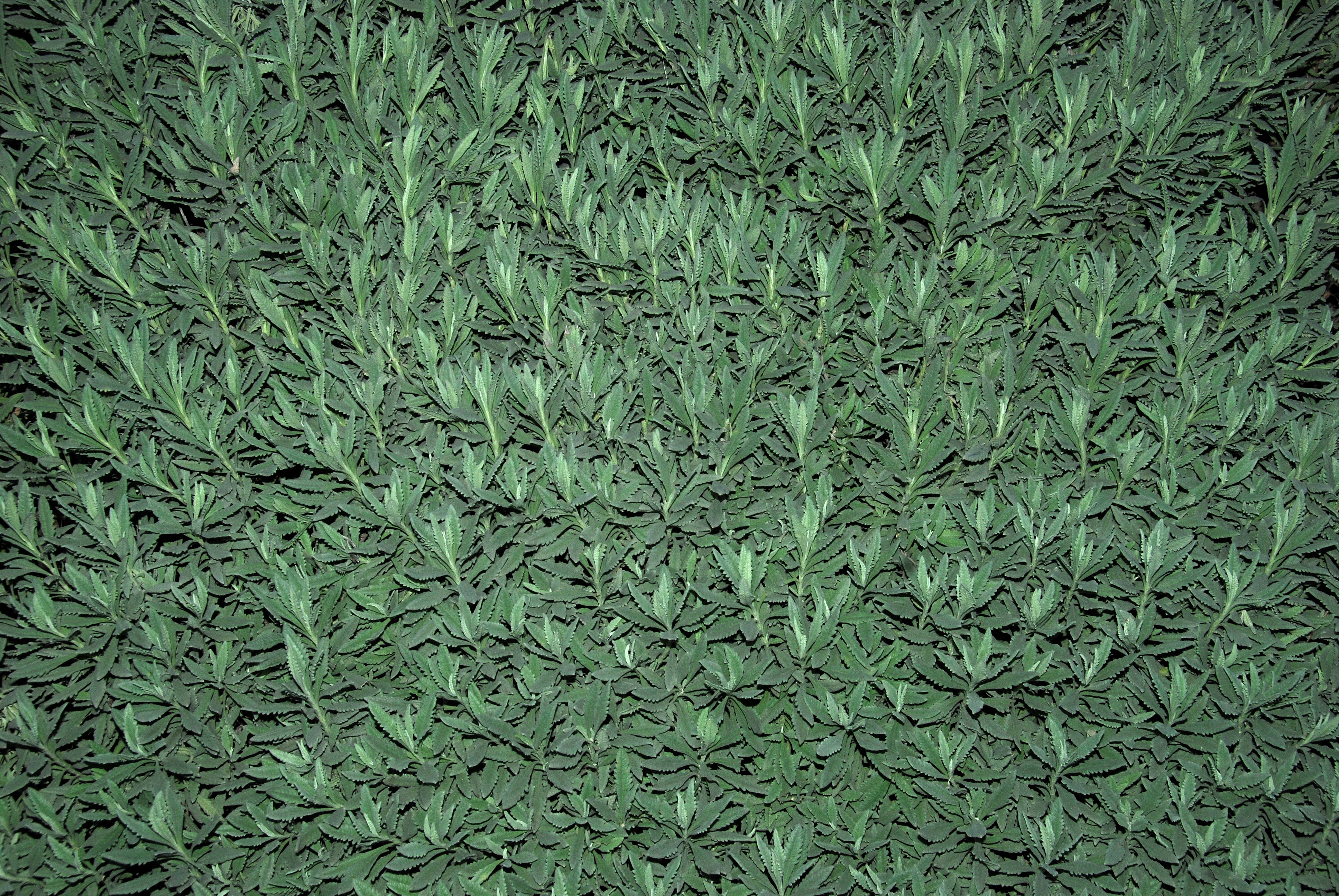 Lavandula December 2012-2