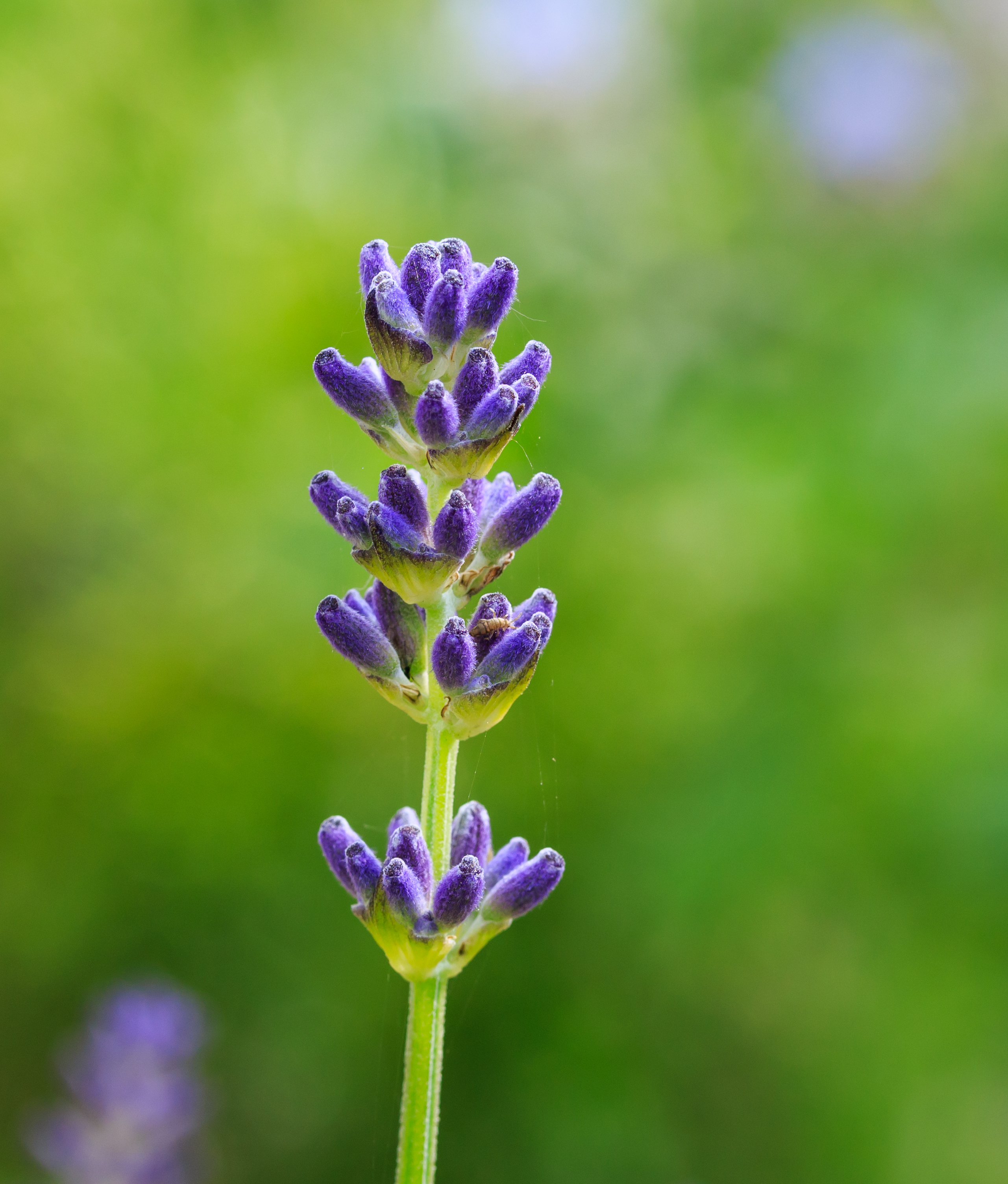 Lavandula latifolia. Locatie, De Kruidhof Buitenpost 01