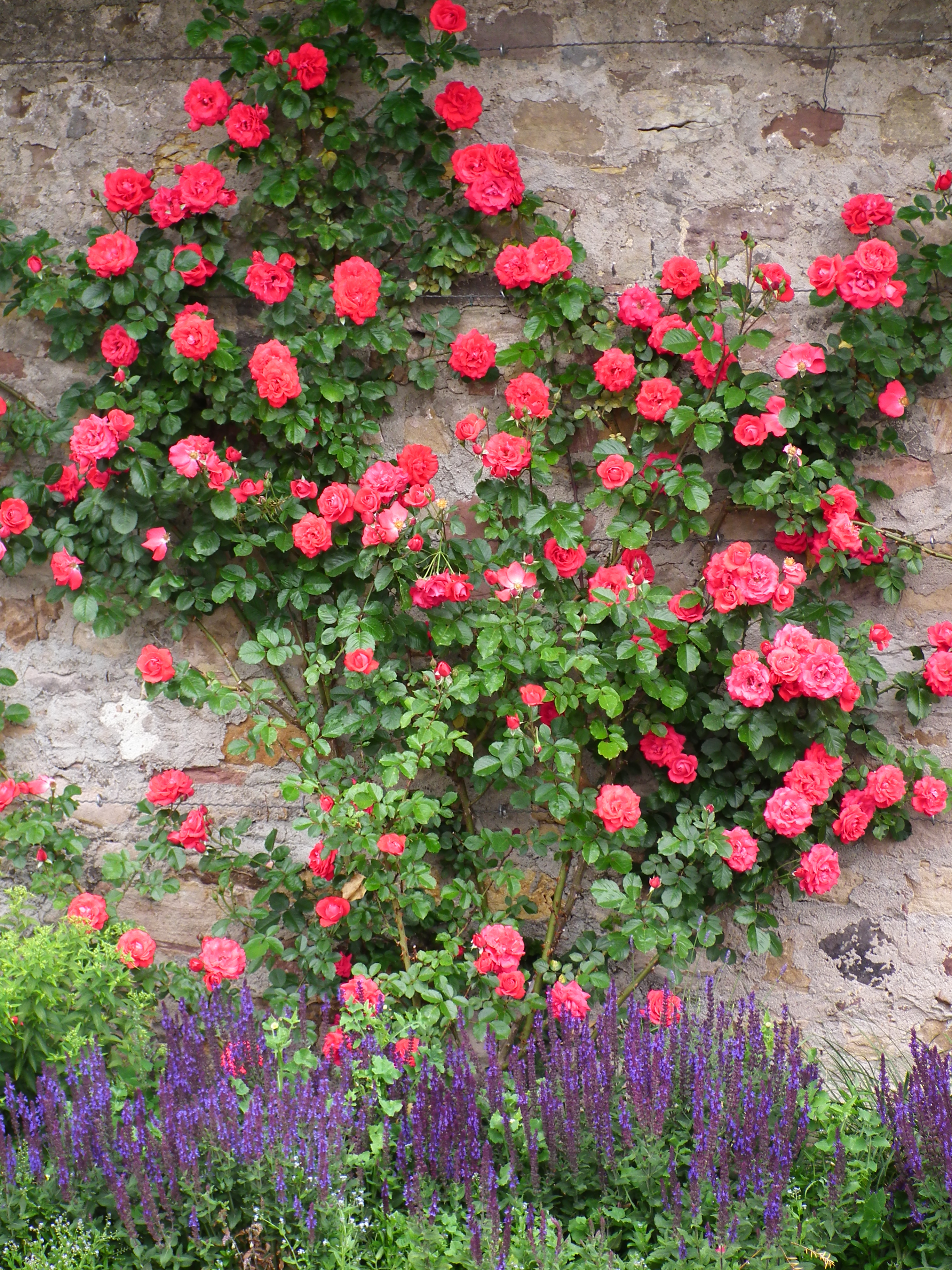 Lavendel und Kletterrose Fulda Juni 2012