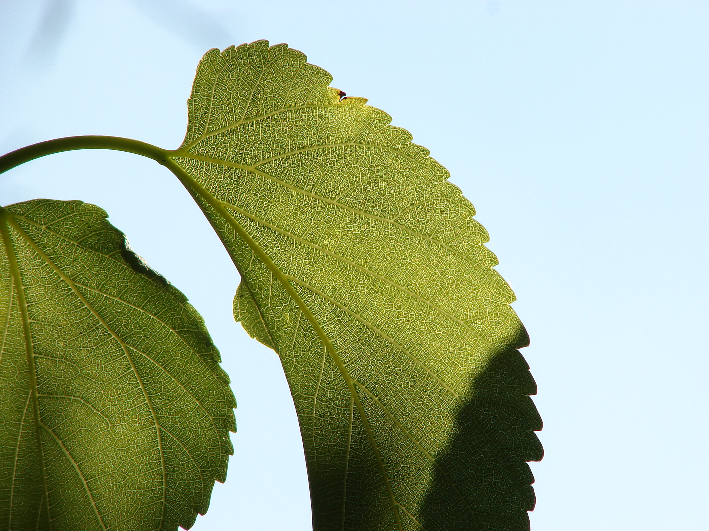 Leaf-Mulberry-3755