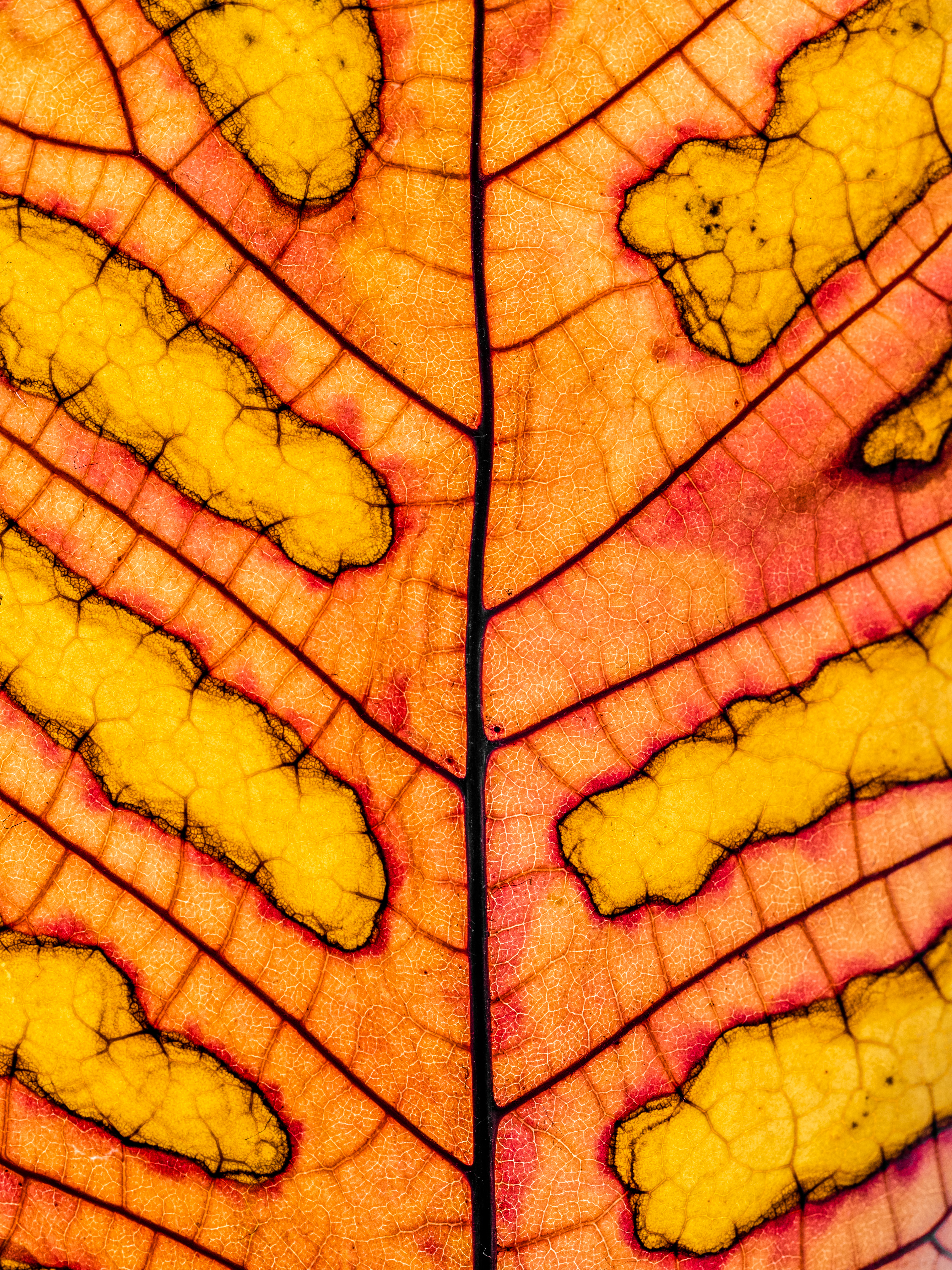 Leaf-veins-7069249