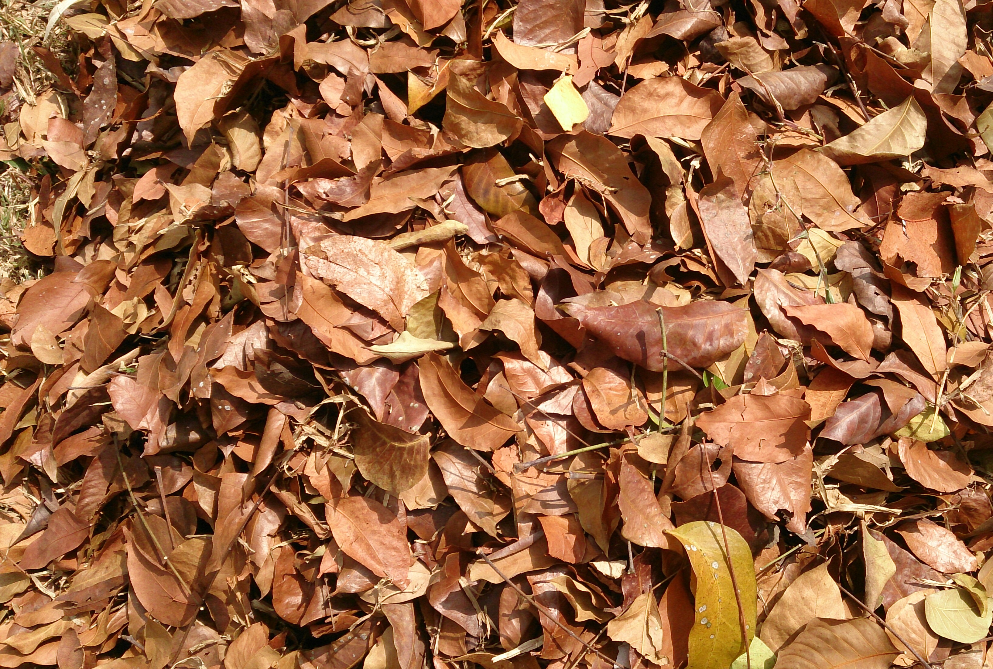 Leaf litter
