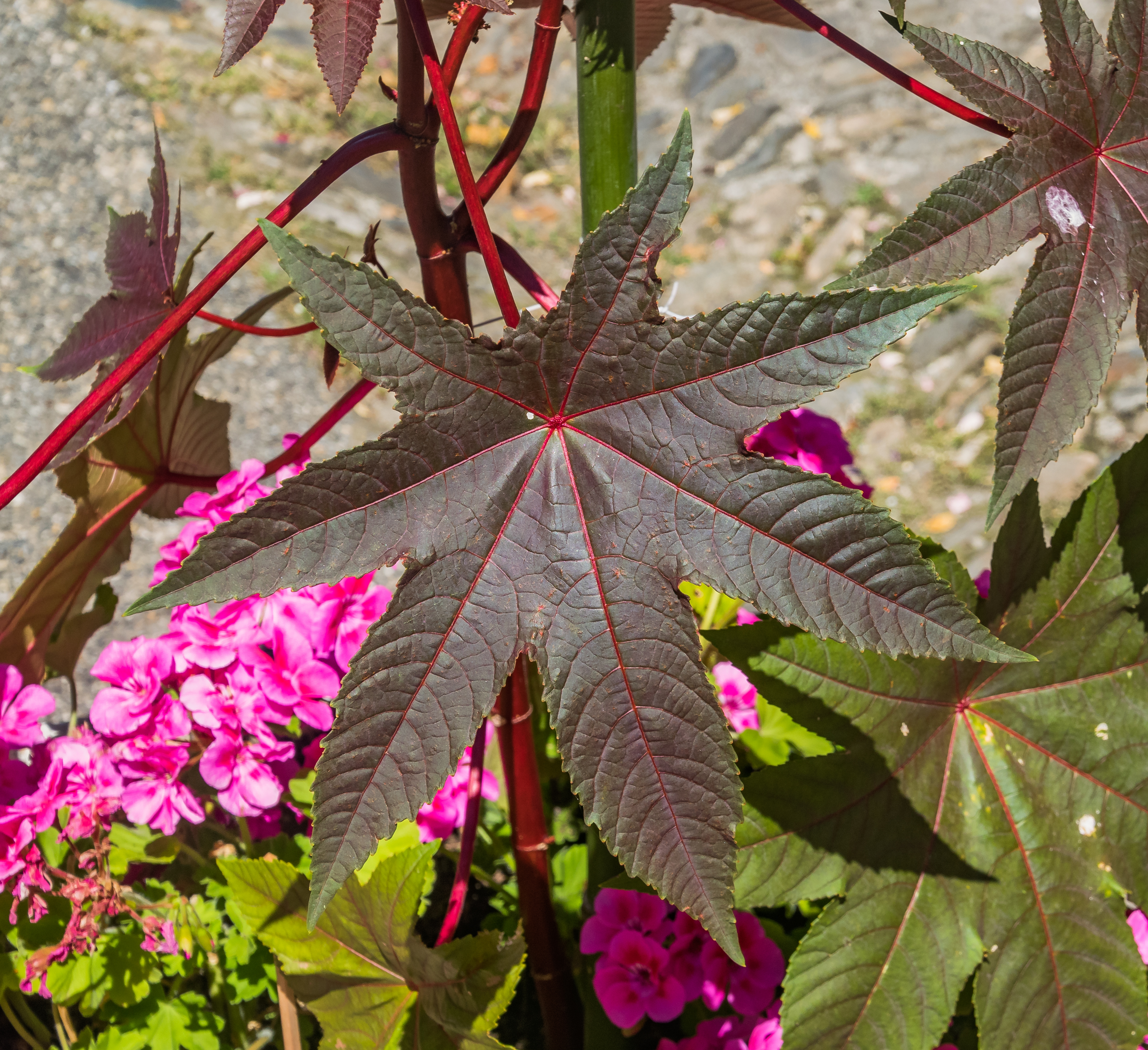 Leaf of Ricinus communis