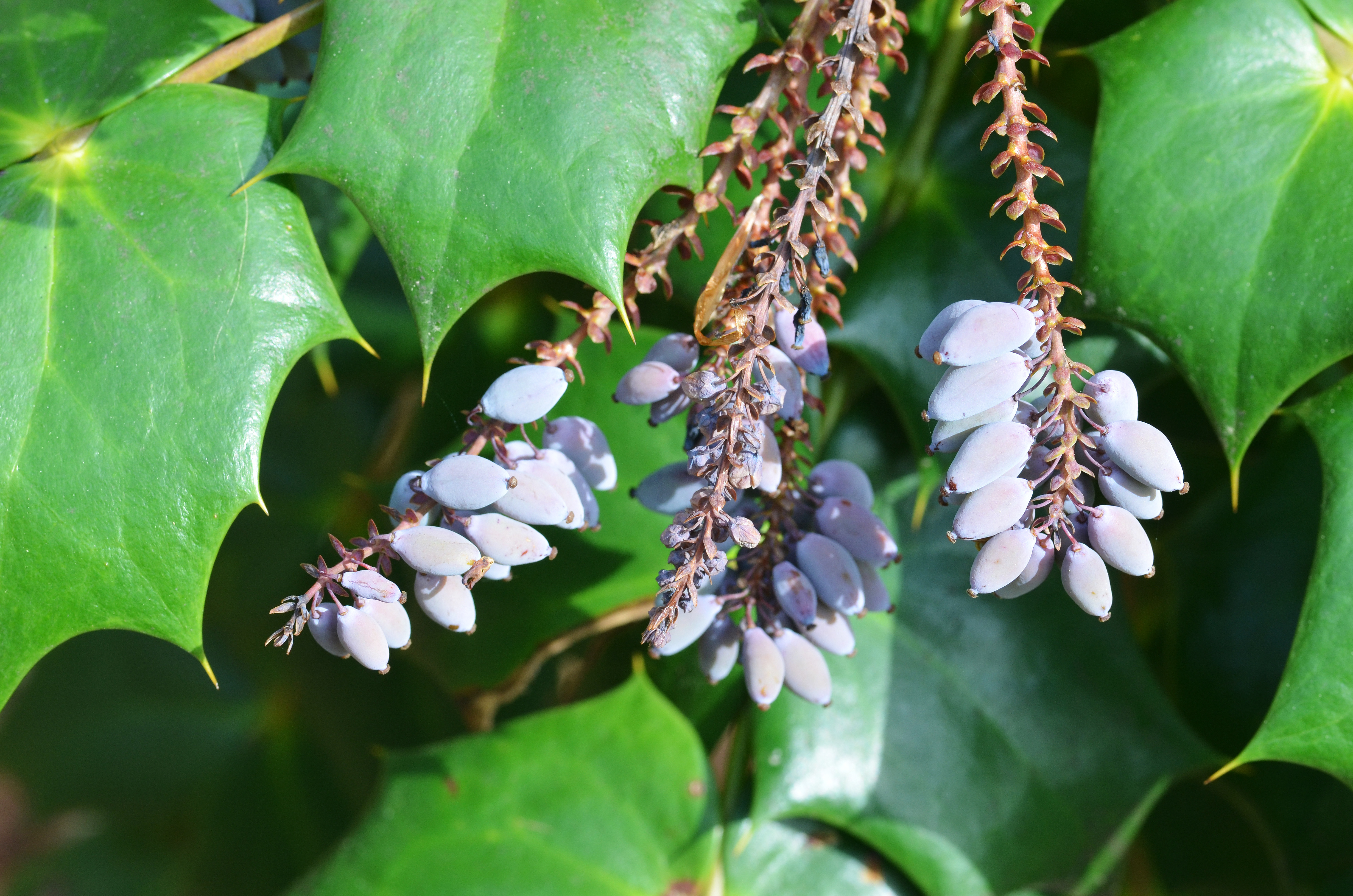 Leatherleaf Mahonia Mahonia bealei 1