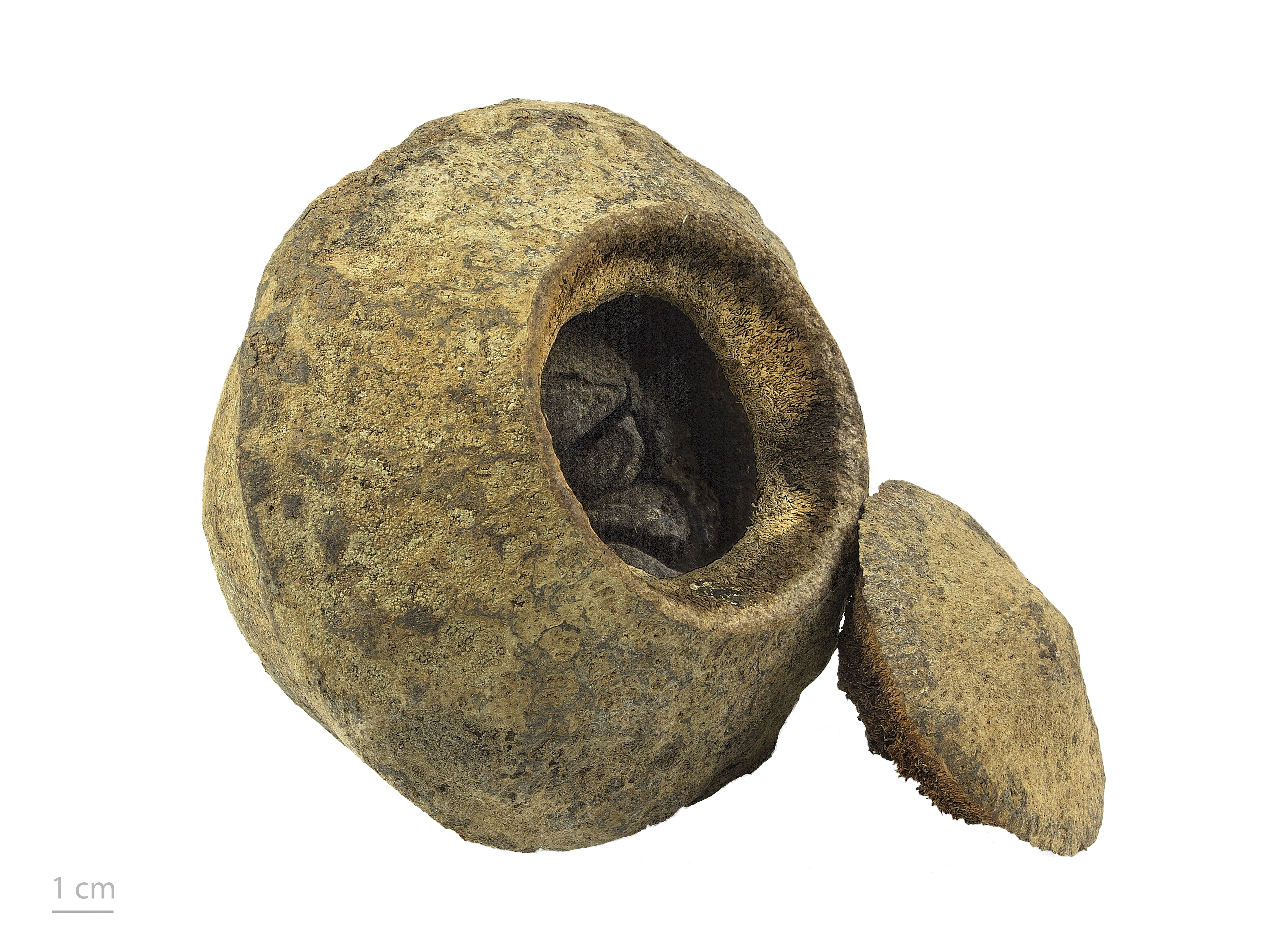 Lecythis zabucajo MHNT.BOT.2017.10.26-2