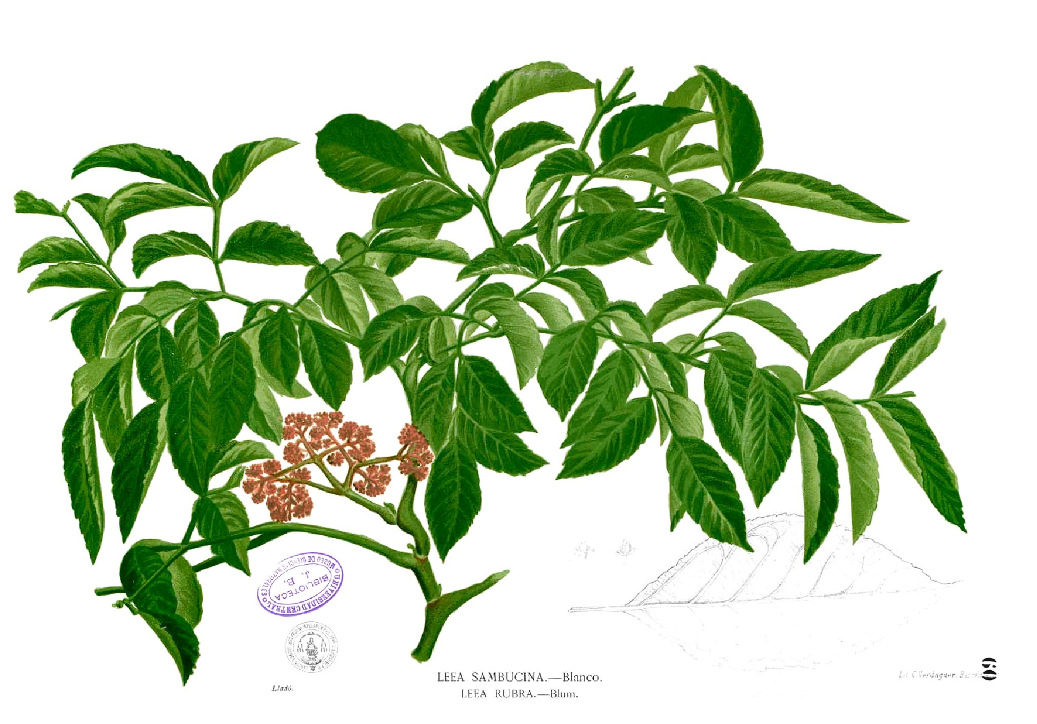 Leea sp Blanco1.60