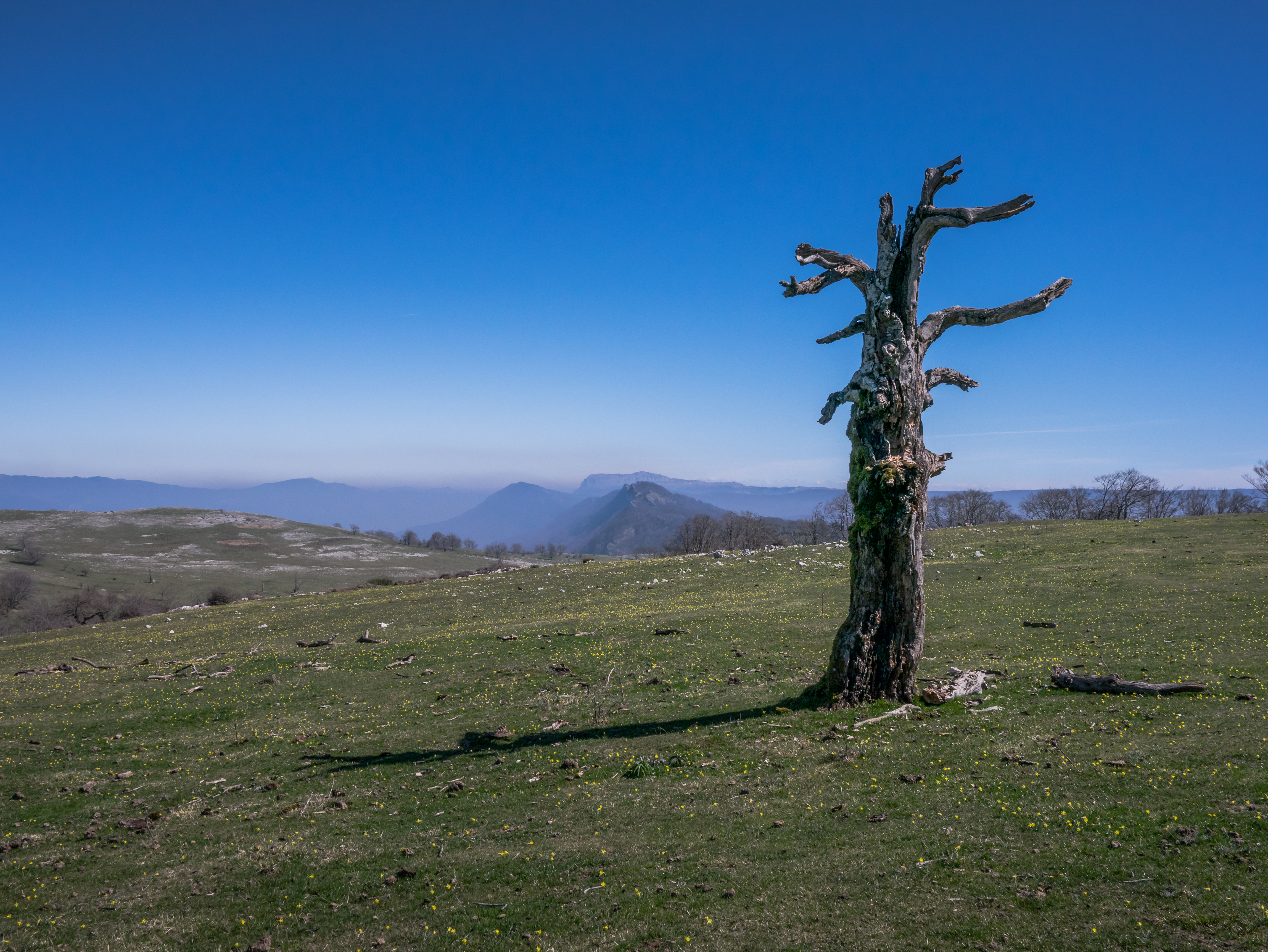Legaire - Árbol muerto y paisaje 01