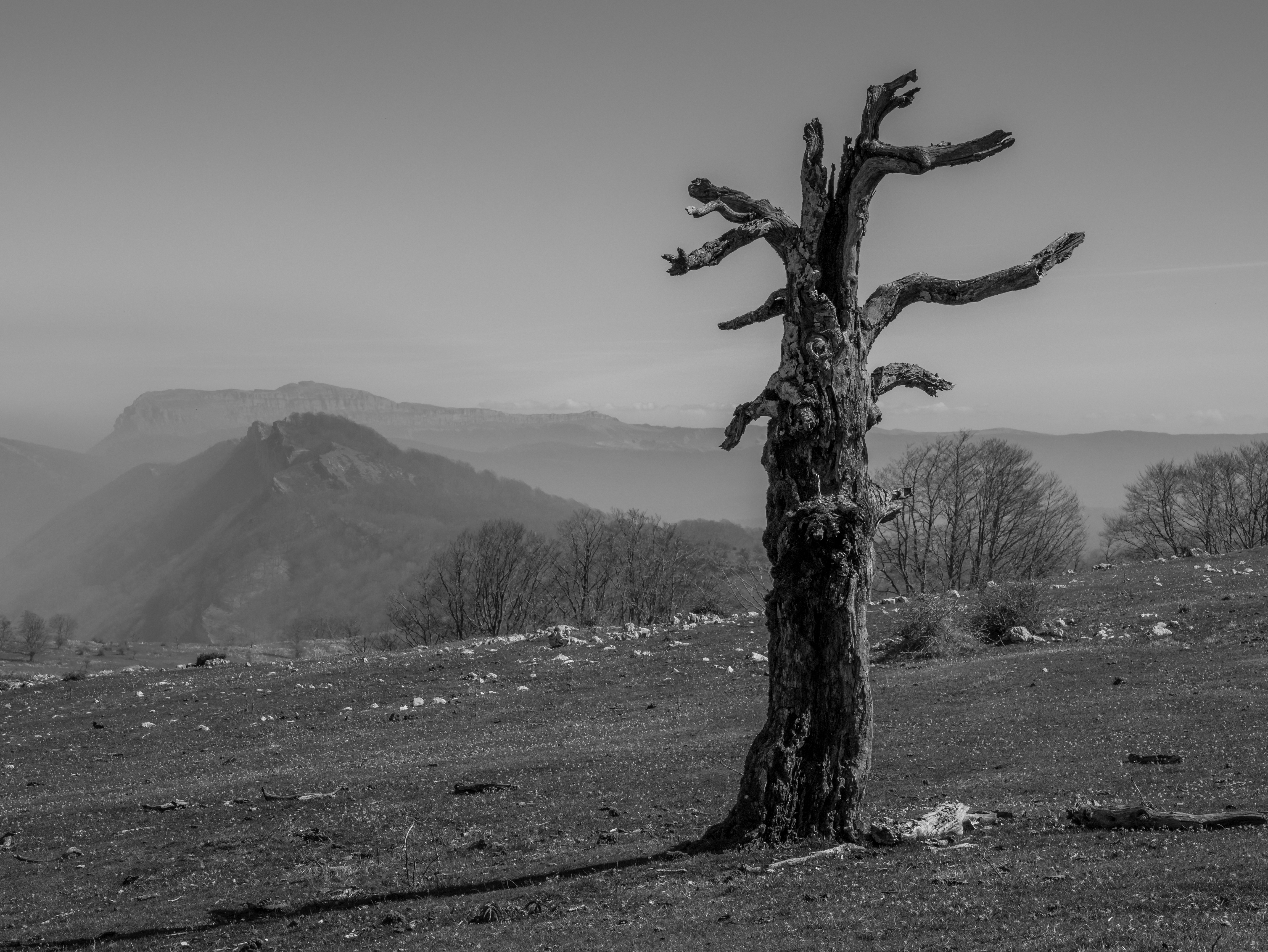 Legaire - Árbol muerto y paisaje 02