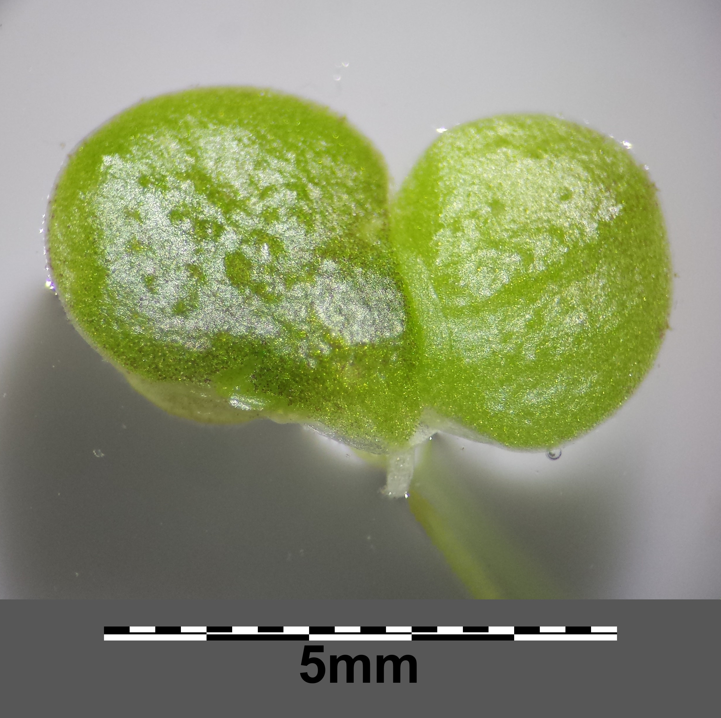 Lemna gibba sl3