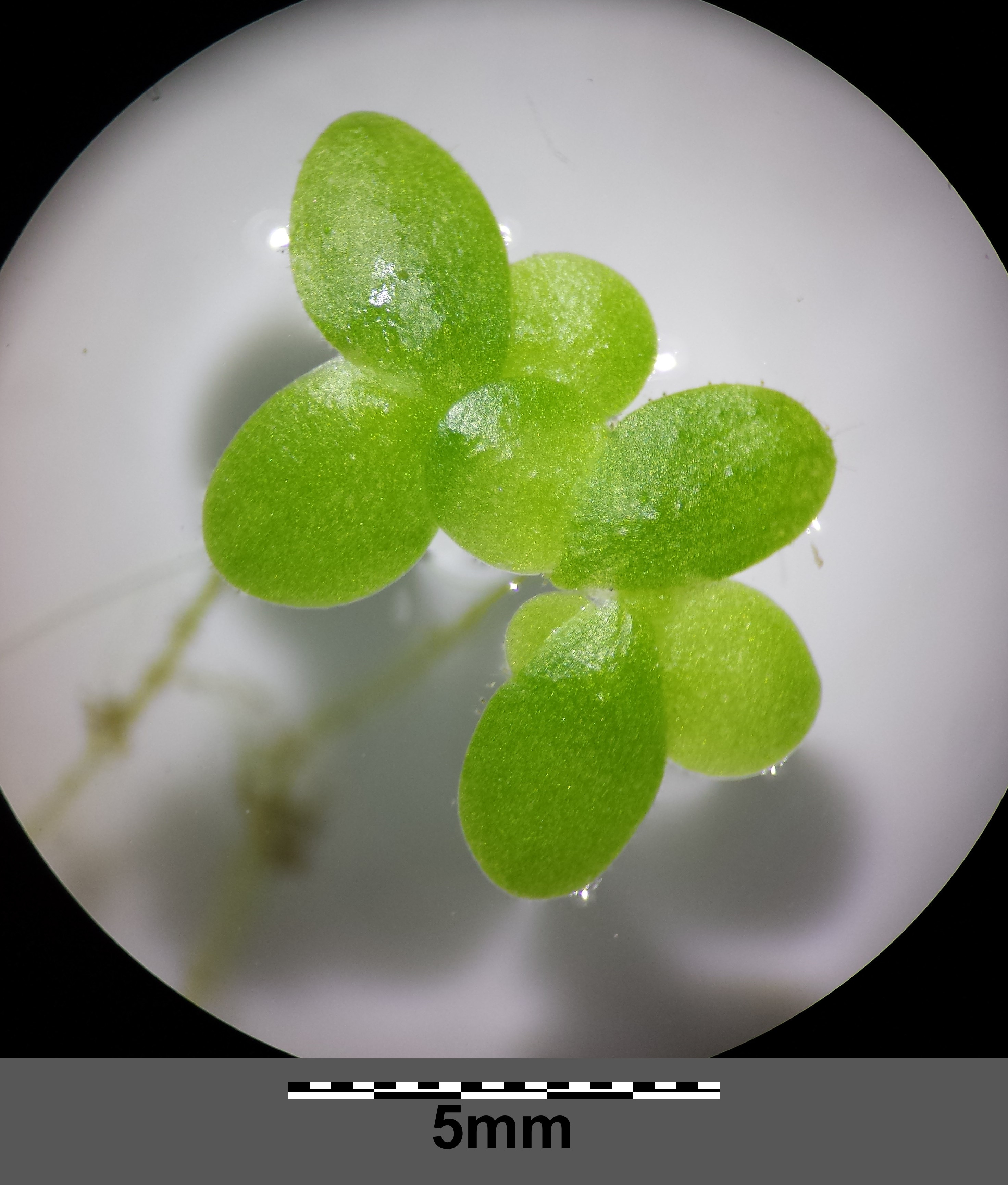 Lemna minor sl2