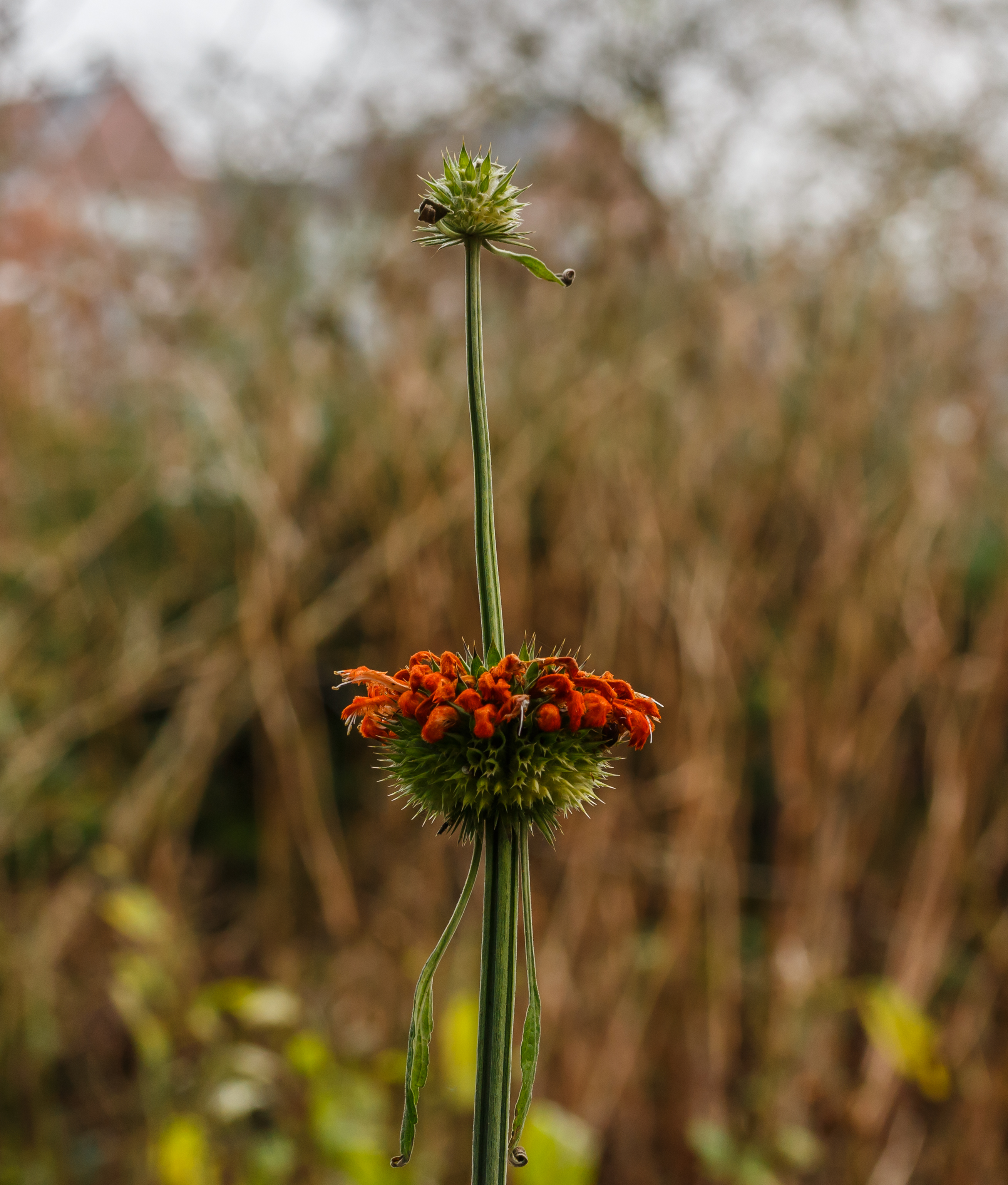 Leonotis leonurus. Locatie, Tuinreservaat Jonkervallei 02