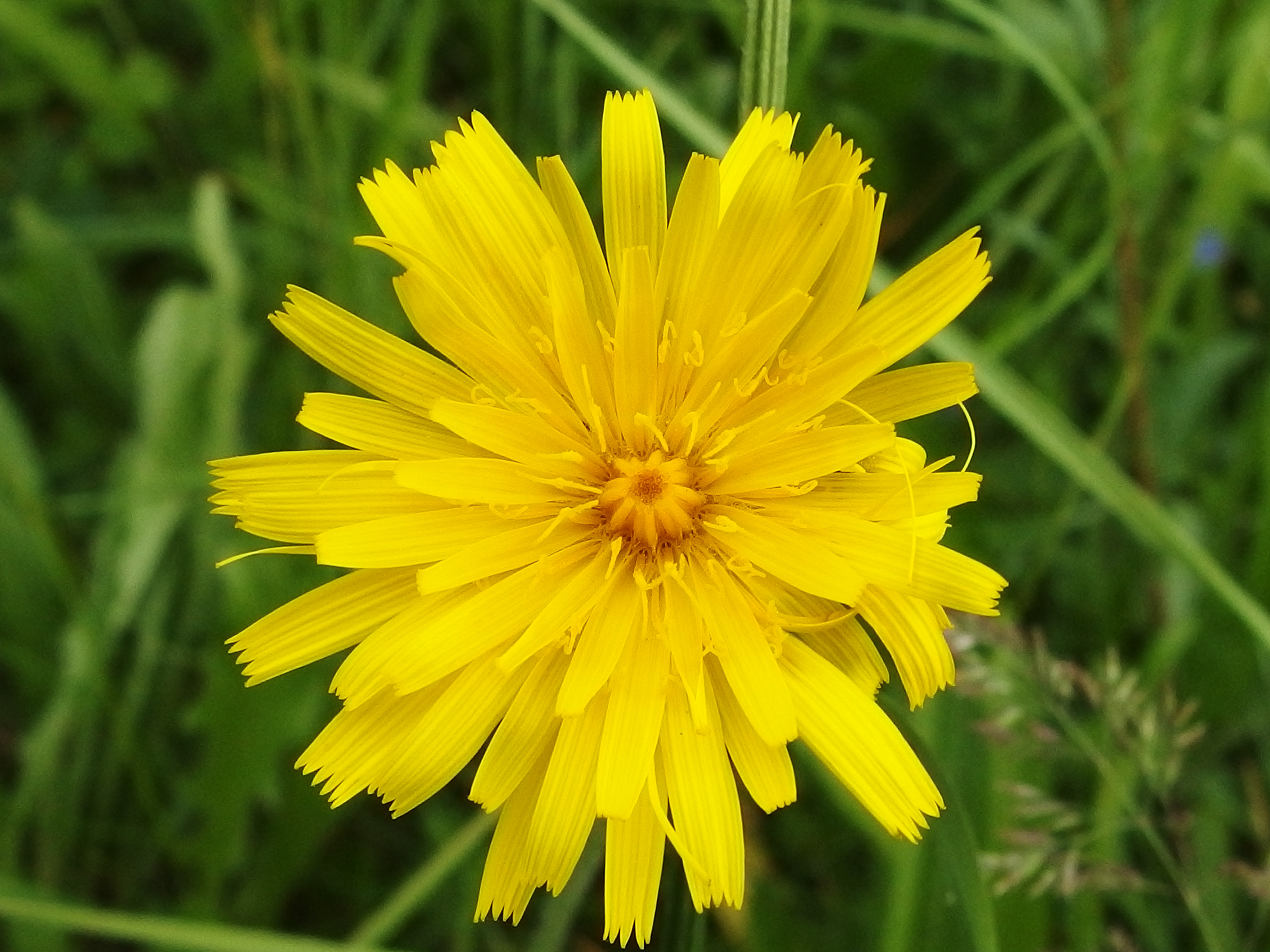 Leontodon hispidus (14208972462)