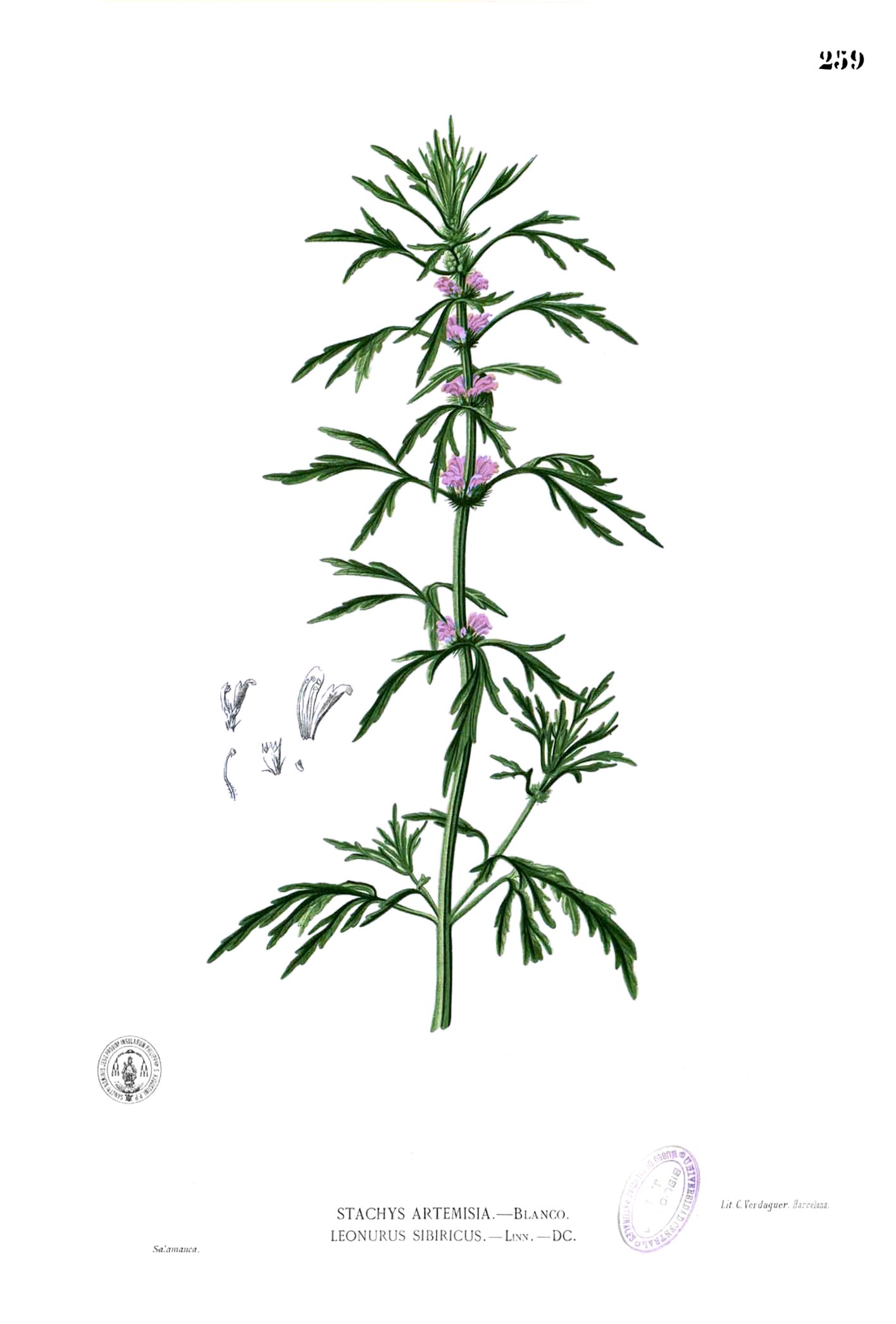 Leonurus japonicus Blanco2.259