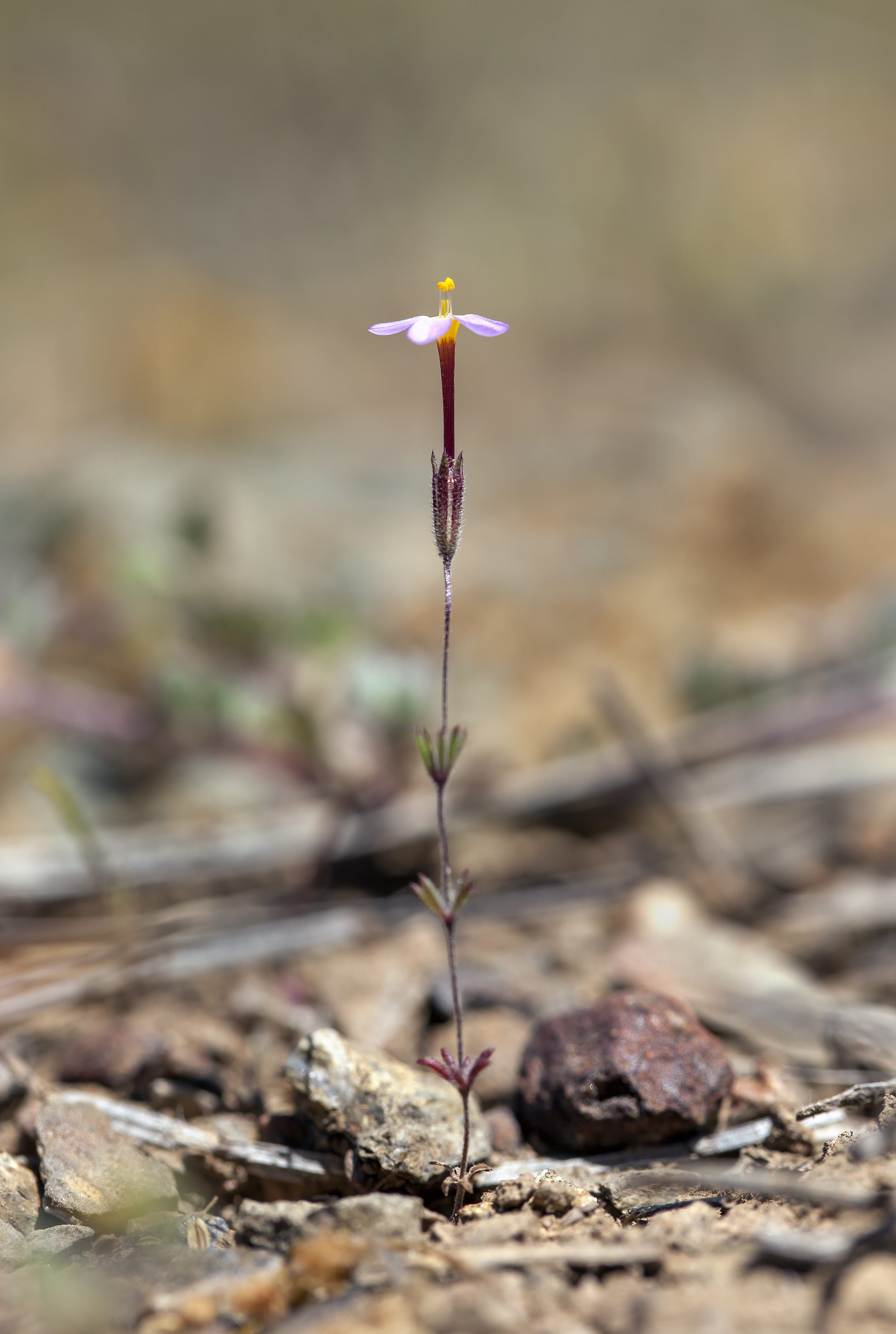 Leptosiphon rattanii (Rattan's linanthus) (7292896982)