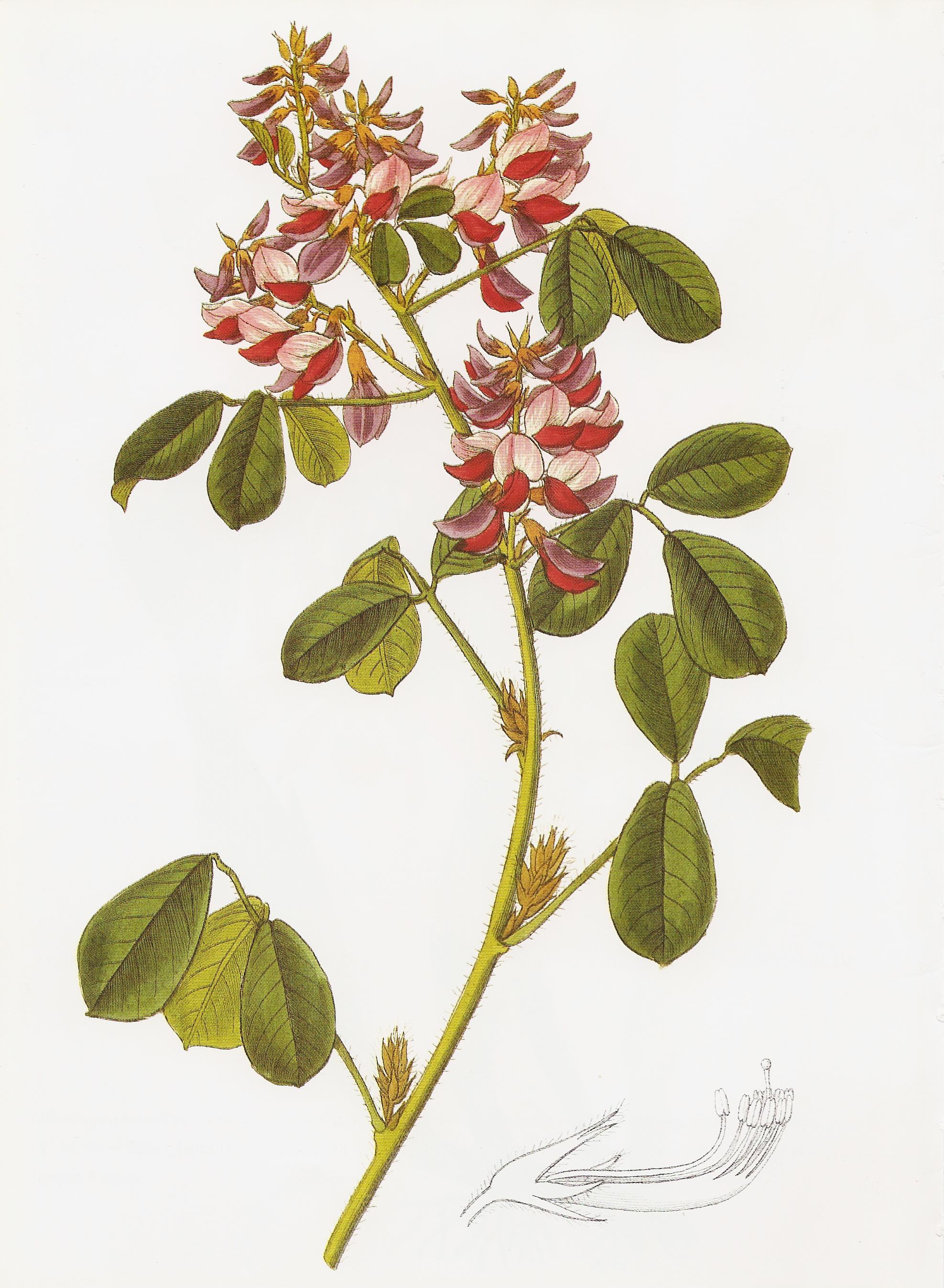Lespedeza macrostyla RHS