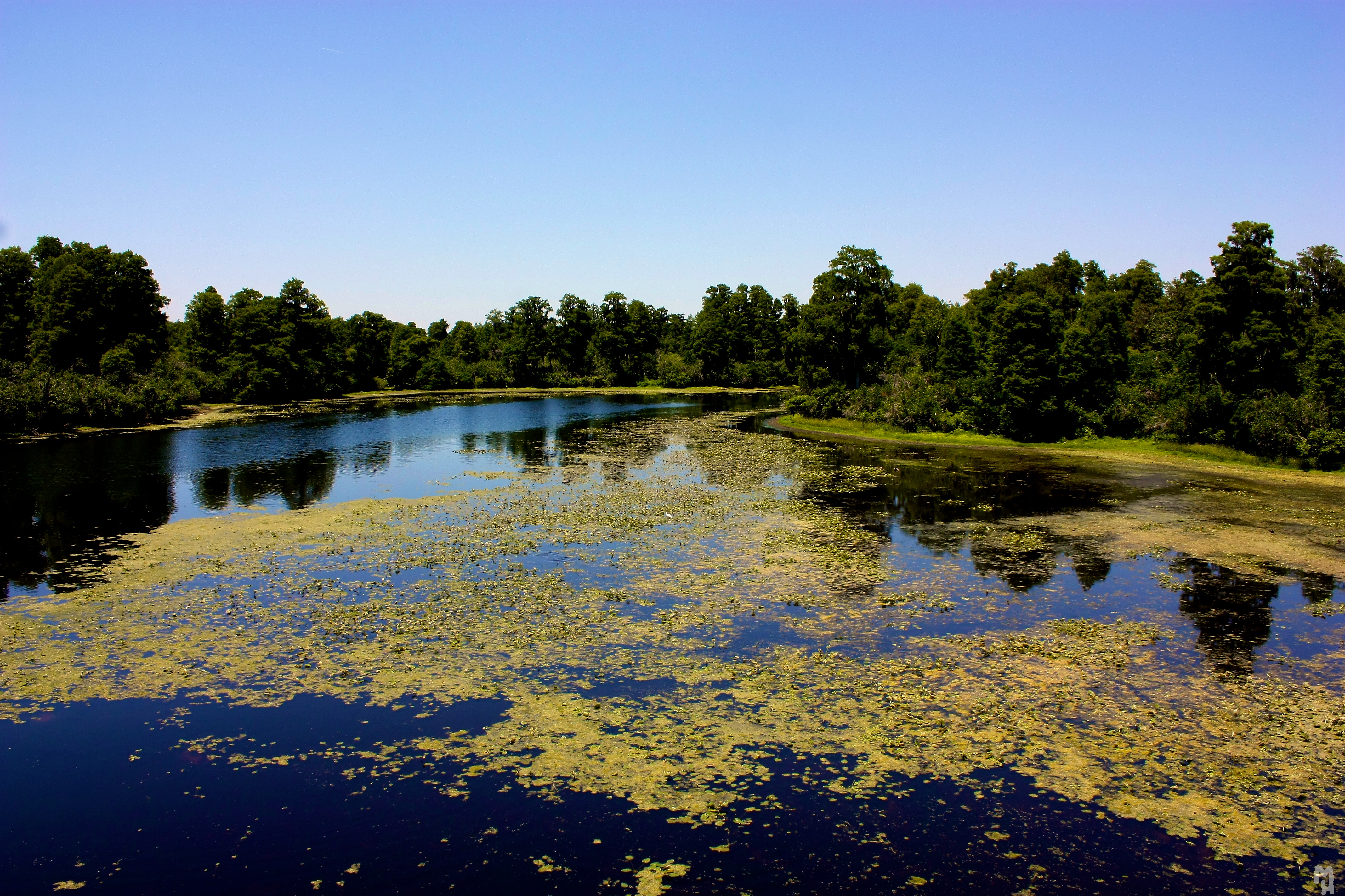 Lettuce lake (3468910079)
