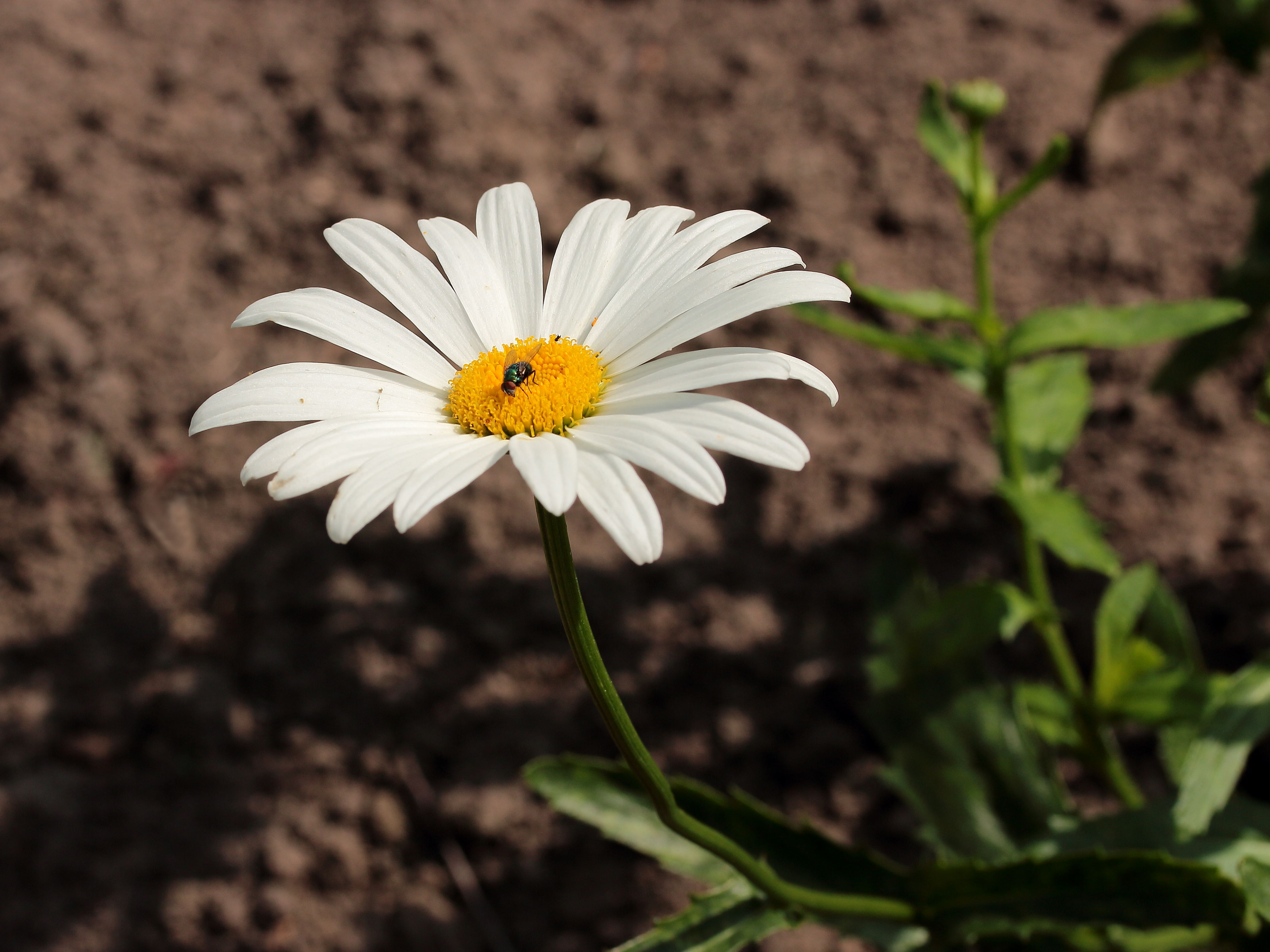 Leucanthemum 'Alaska' Locatie De Kruidhof