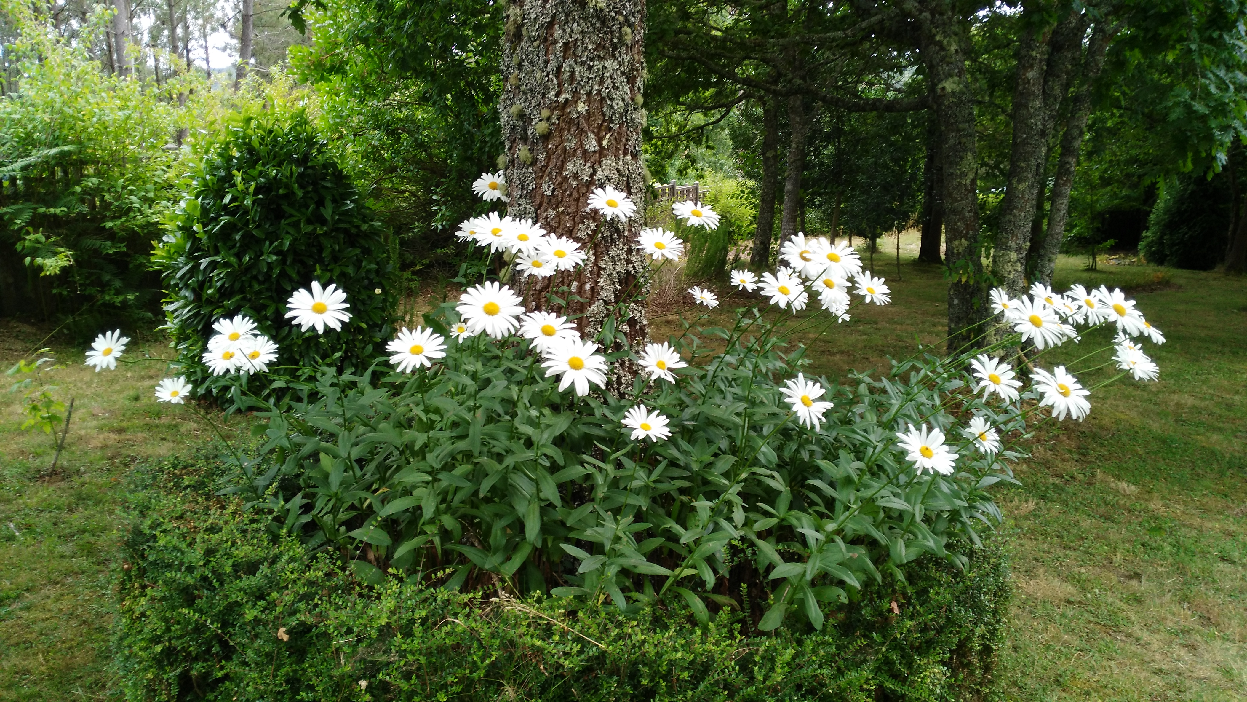 Leucanthemum vulgare - Loureiros