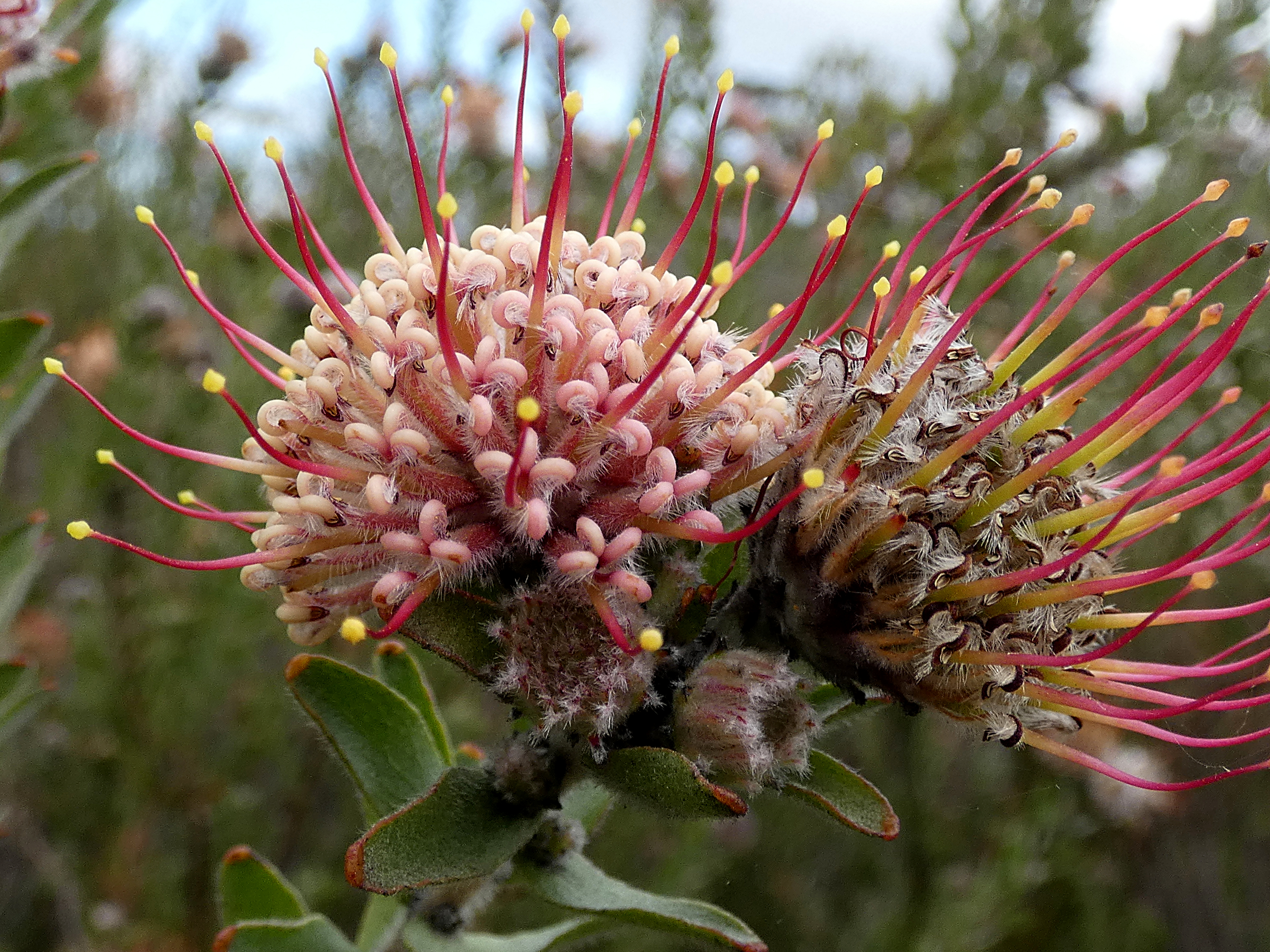 Leucospermum calligerum Potberg 03