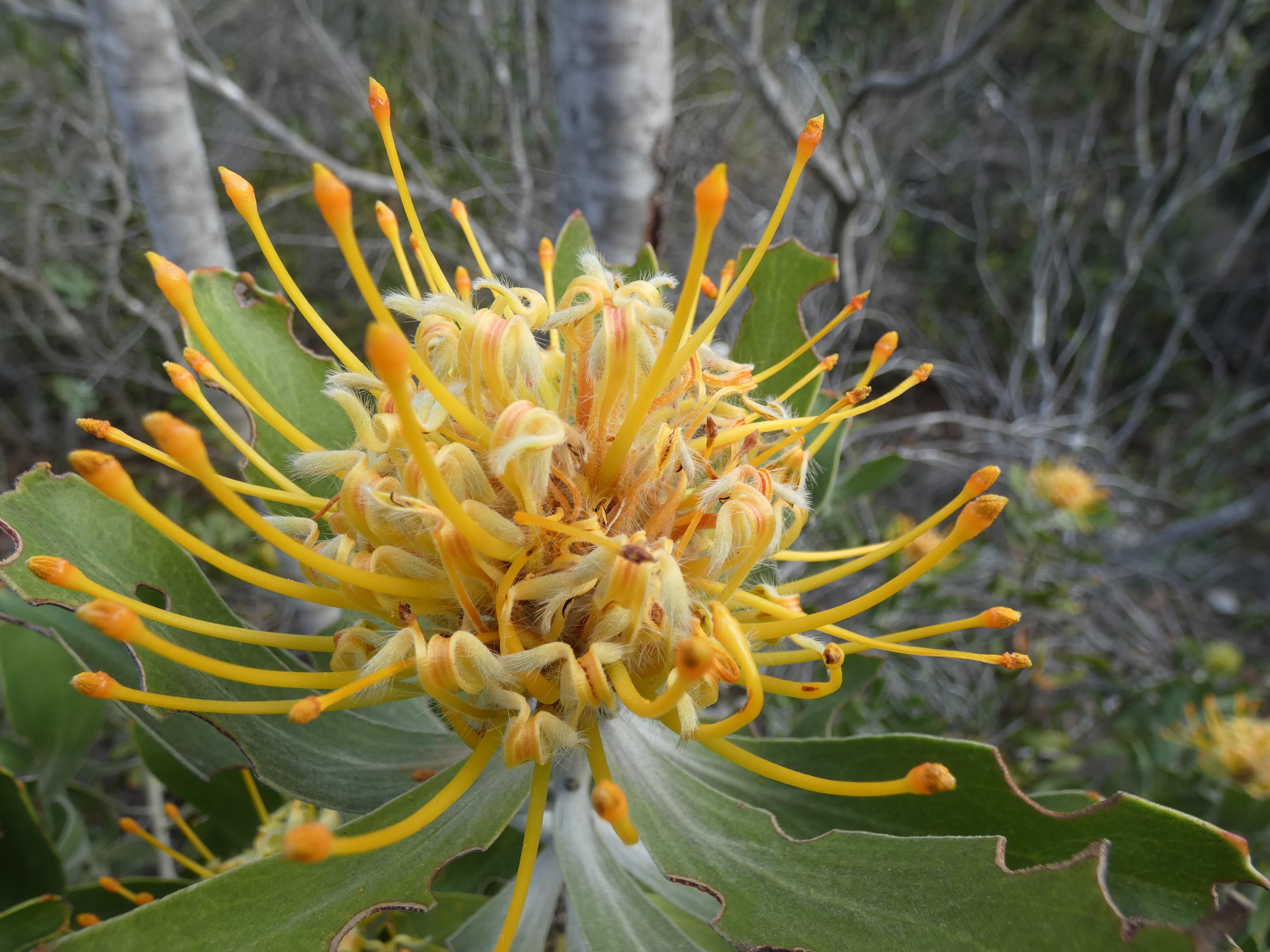 Leucospermum cuneiforme Potberg 04