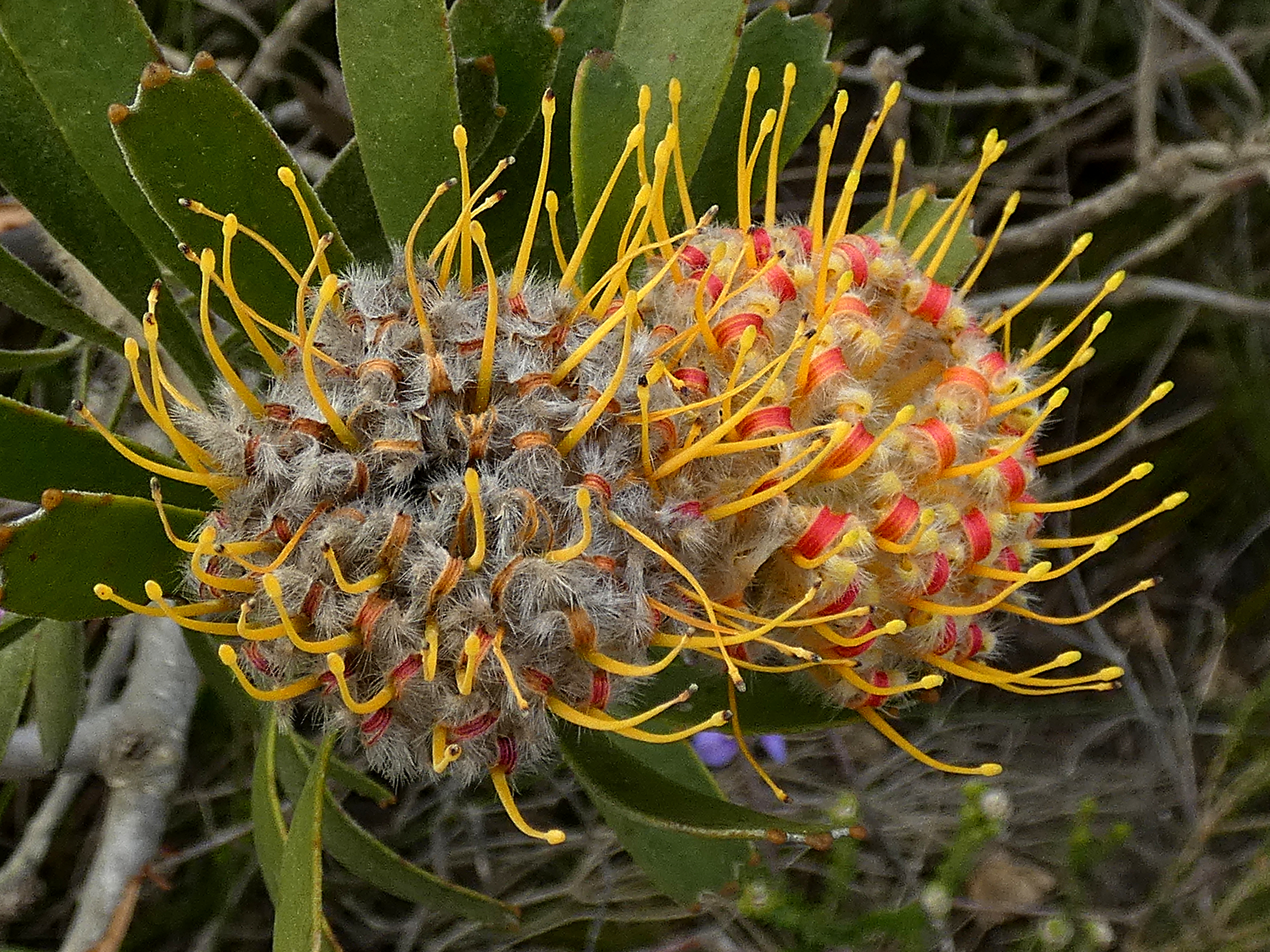 Leucospermum truncatum De Hoop 02
