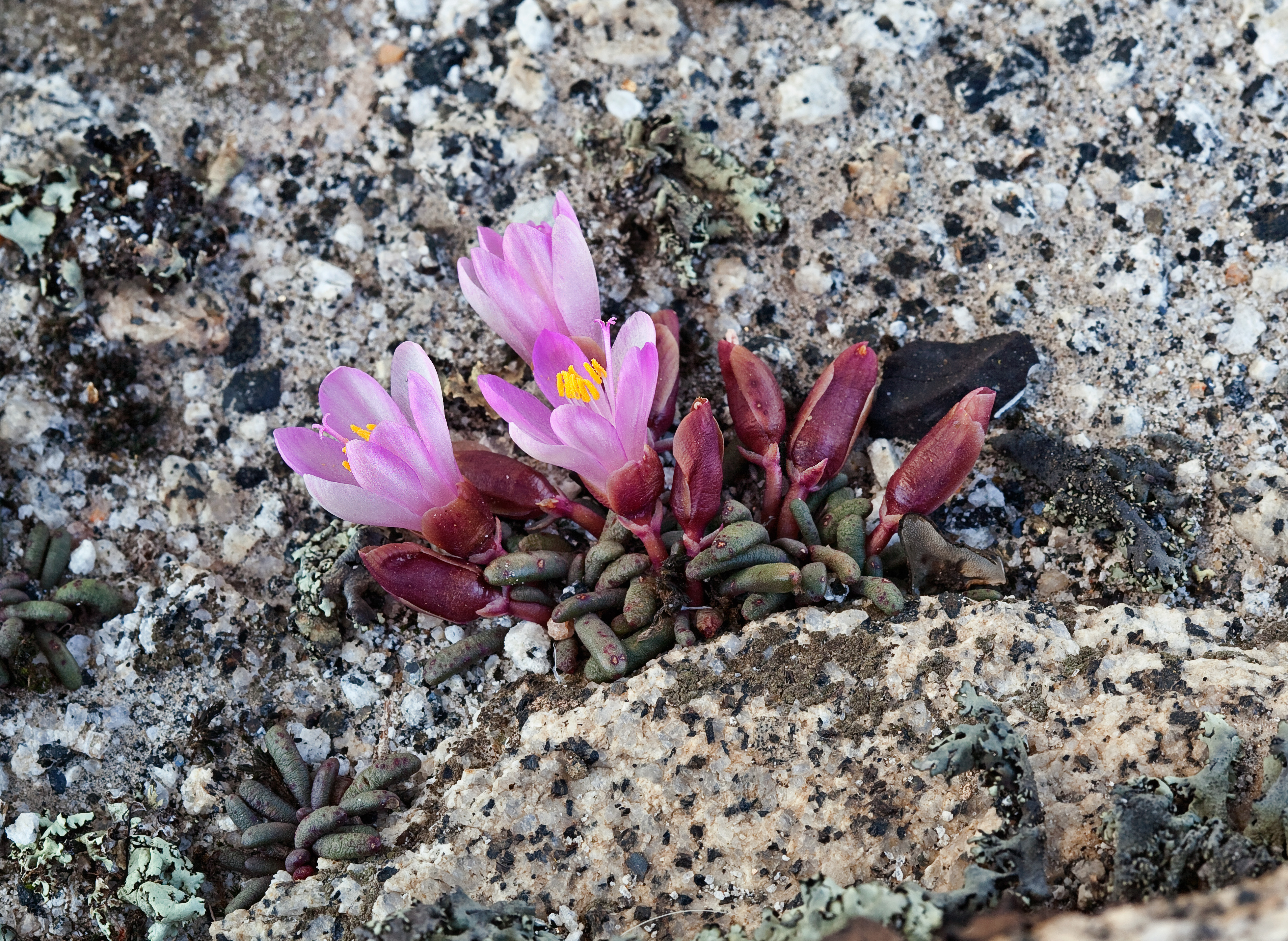 Lewisia disepala (Yosemite bitterroot) (32489090045)