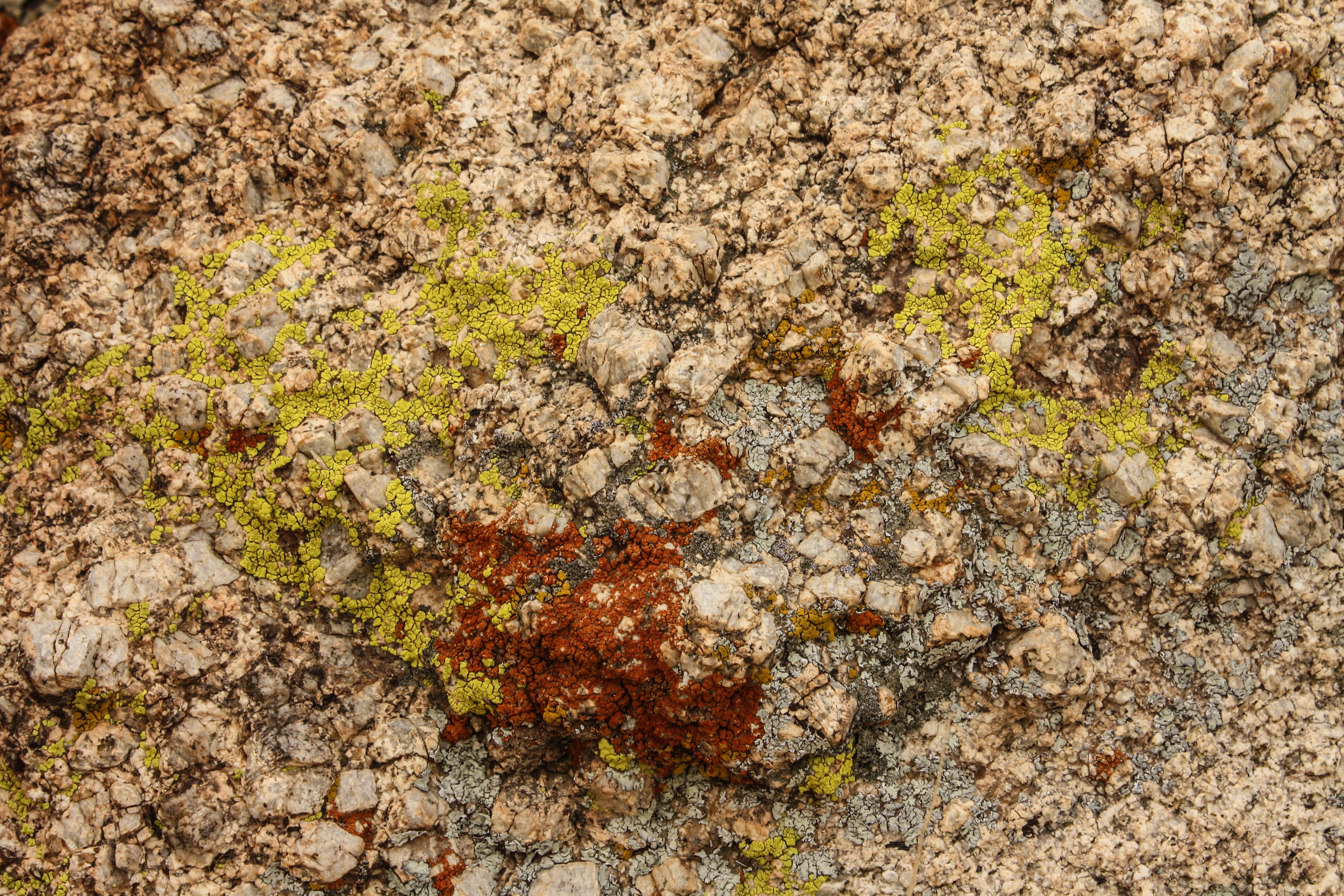 Lichens in Joshua Tree National Park