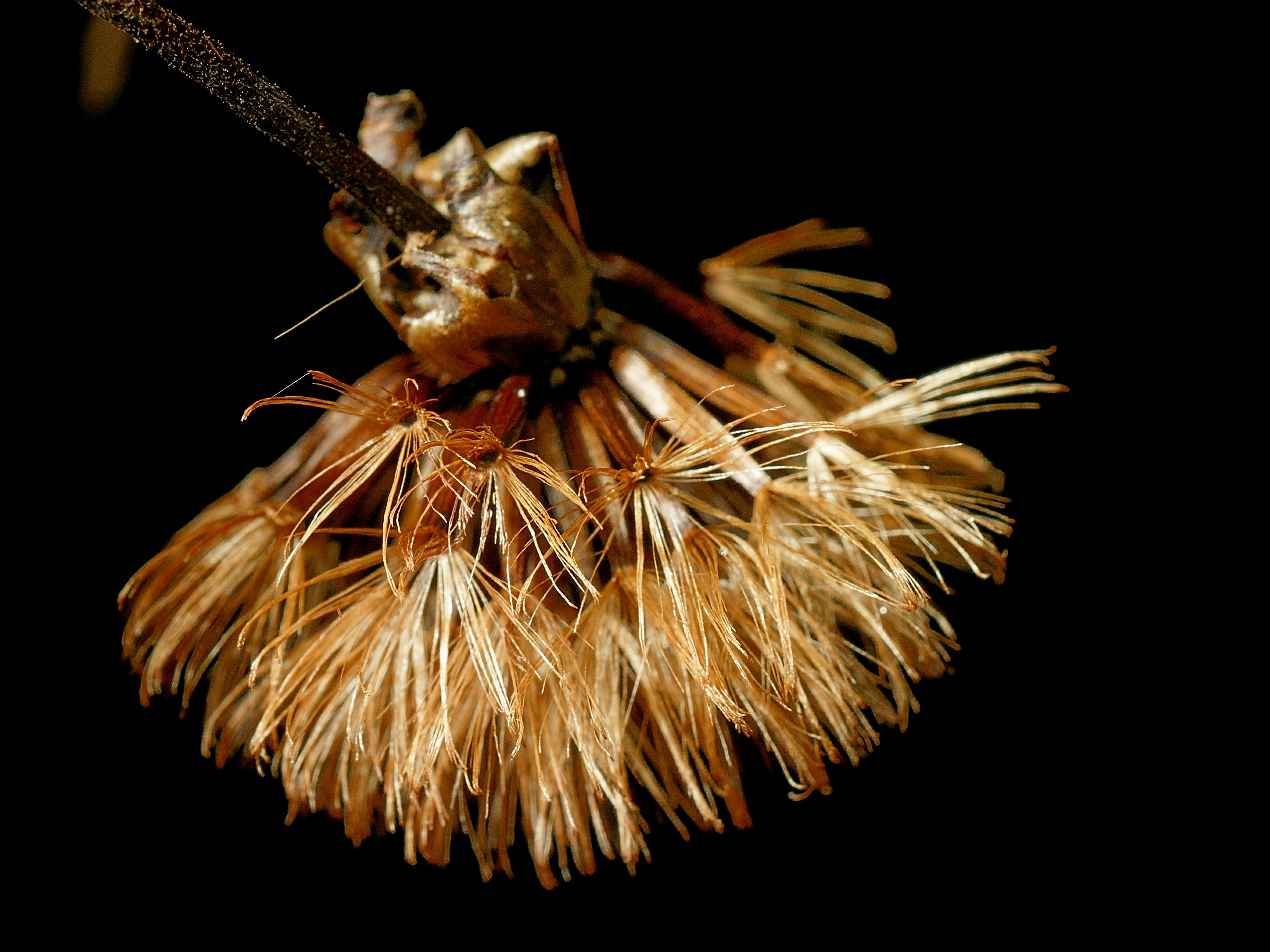 Ligularia Dentata (A. Gray) Hara