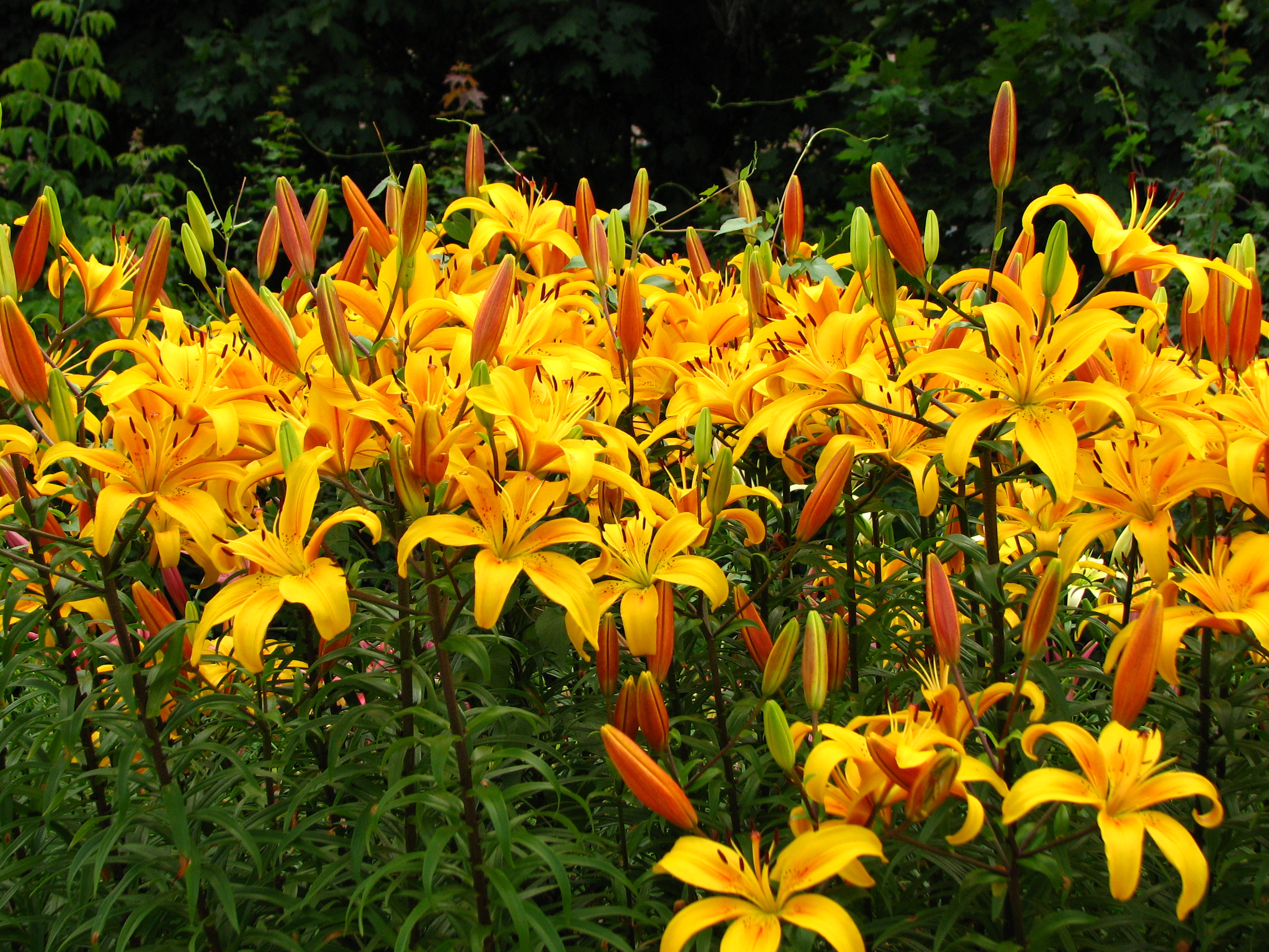 Lilium 'Volkhova' 01