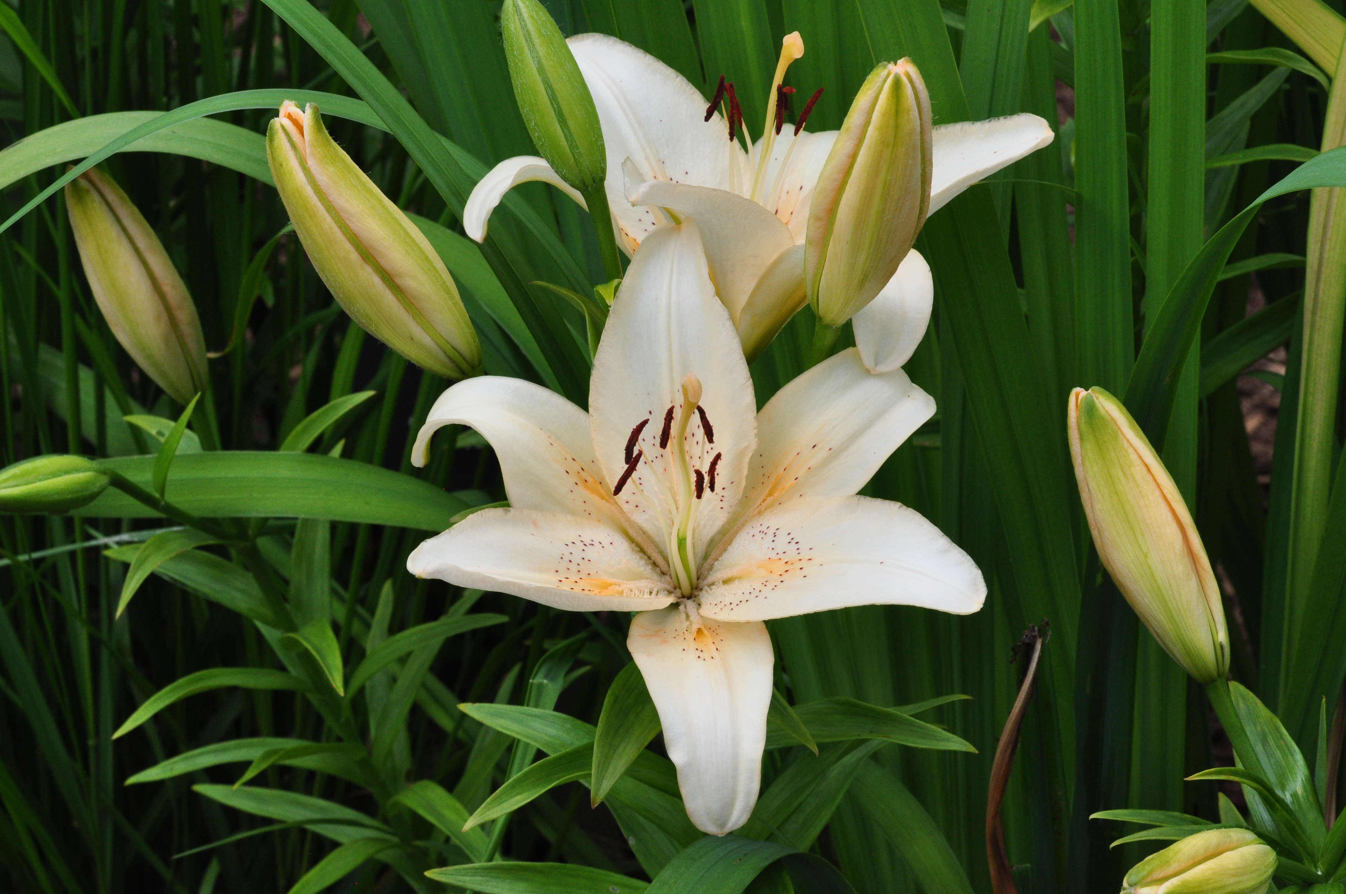 Lilium Country Star RBG