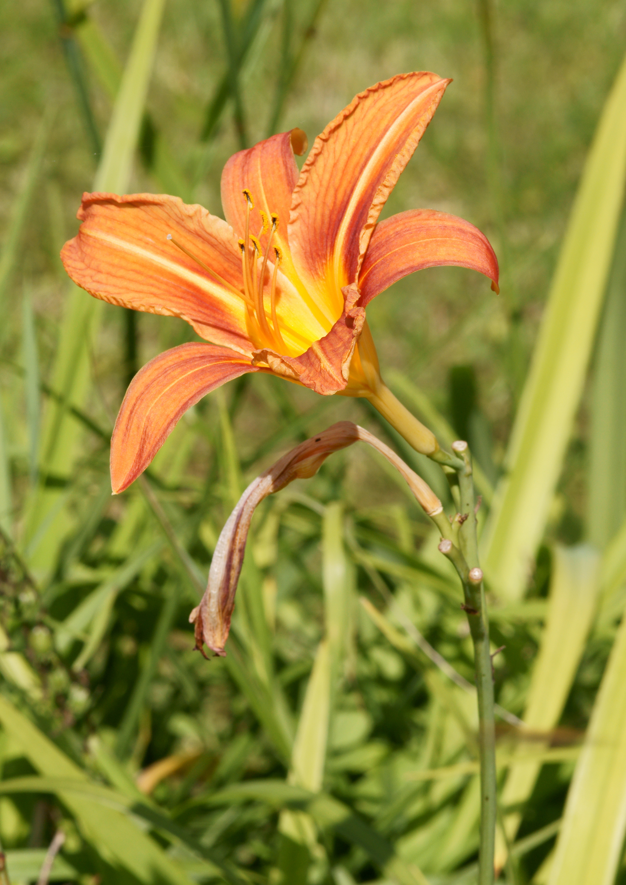Lilium Pori
