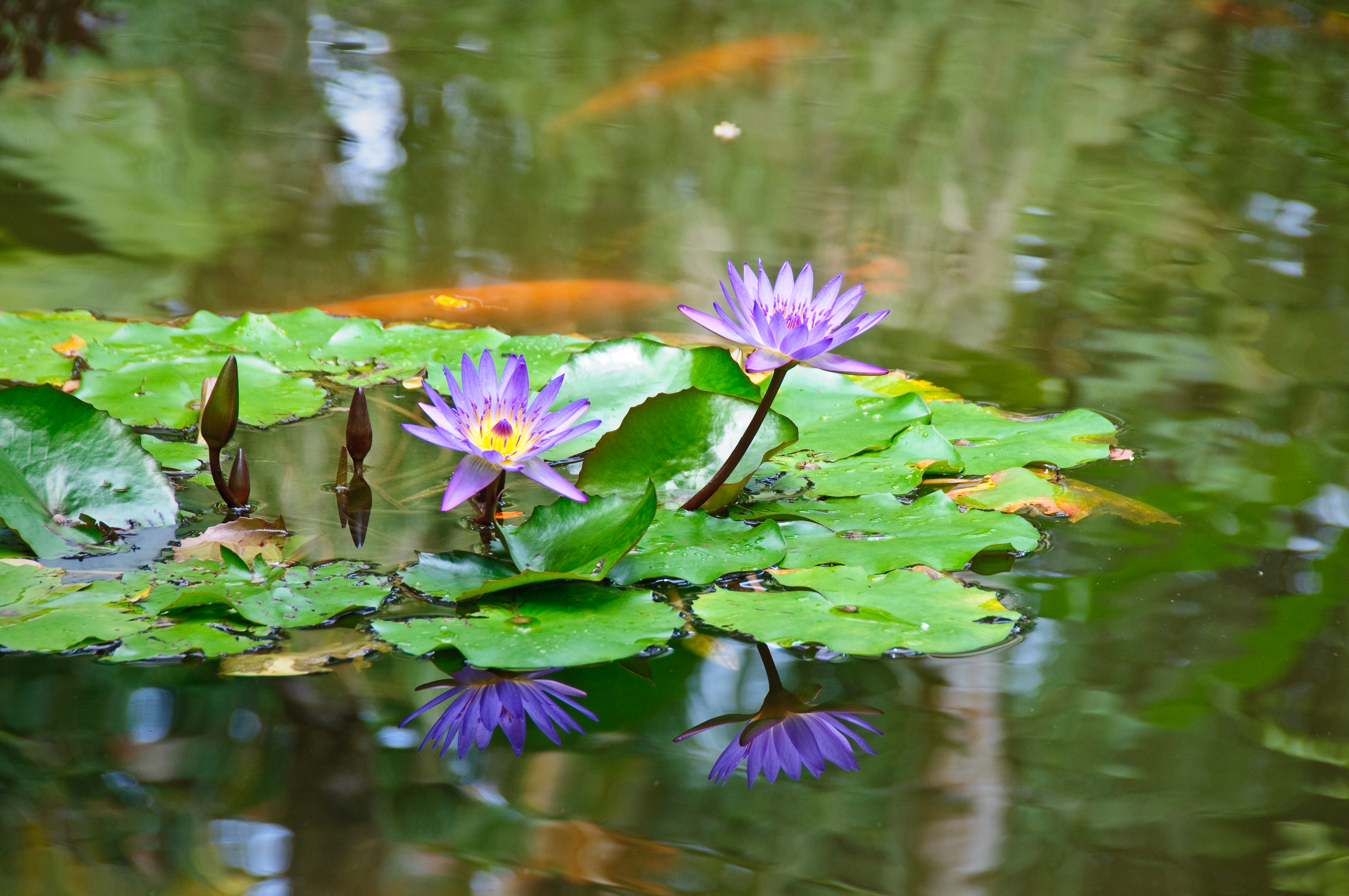 Lillies and Koi (3002853042)