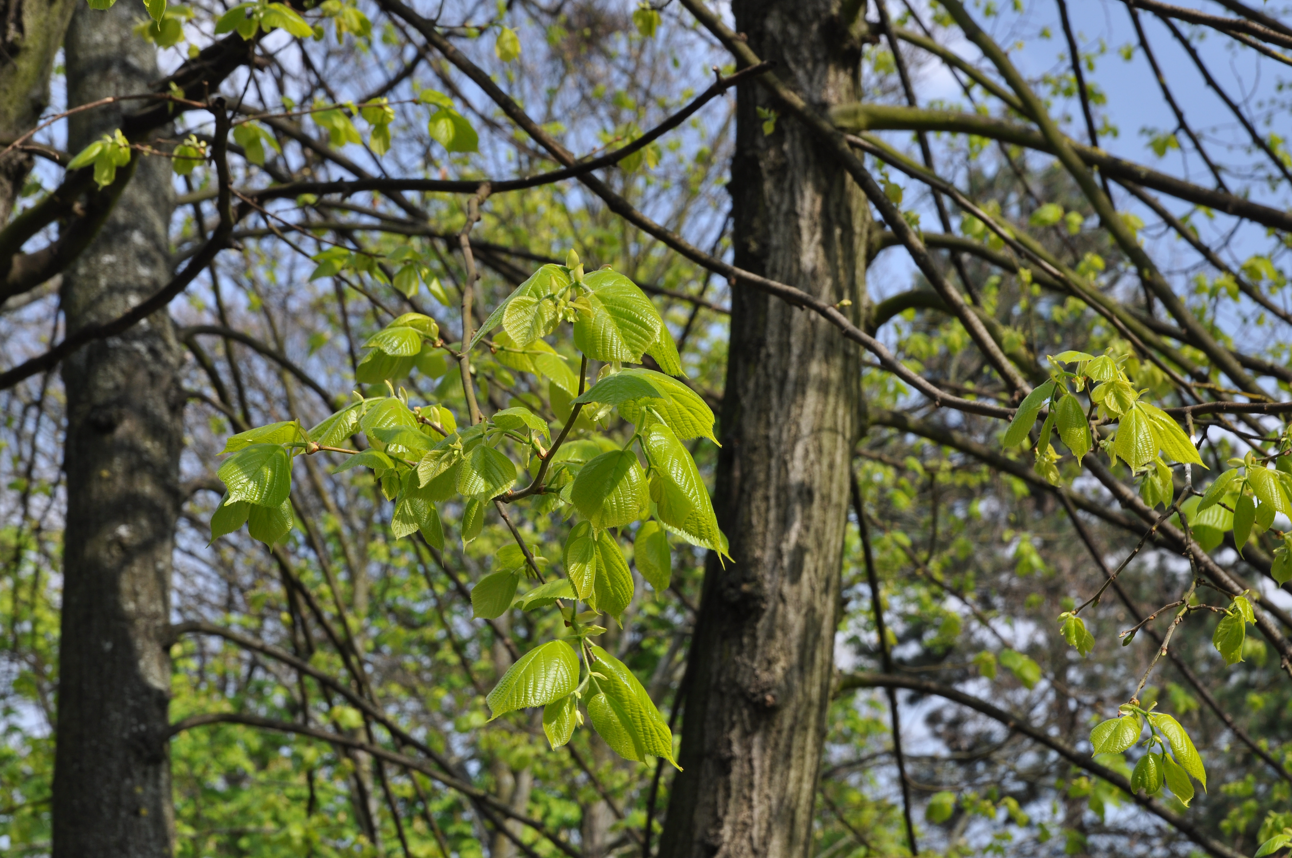 Lime tree leaves in spring 002
