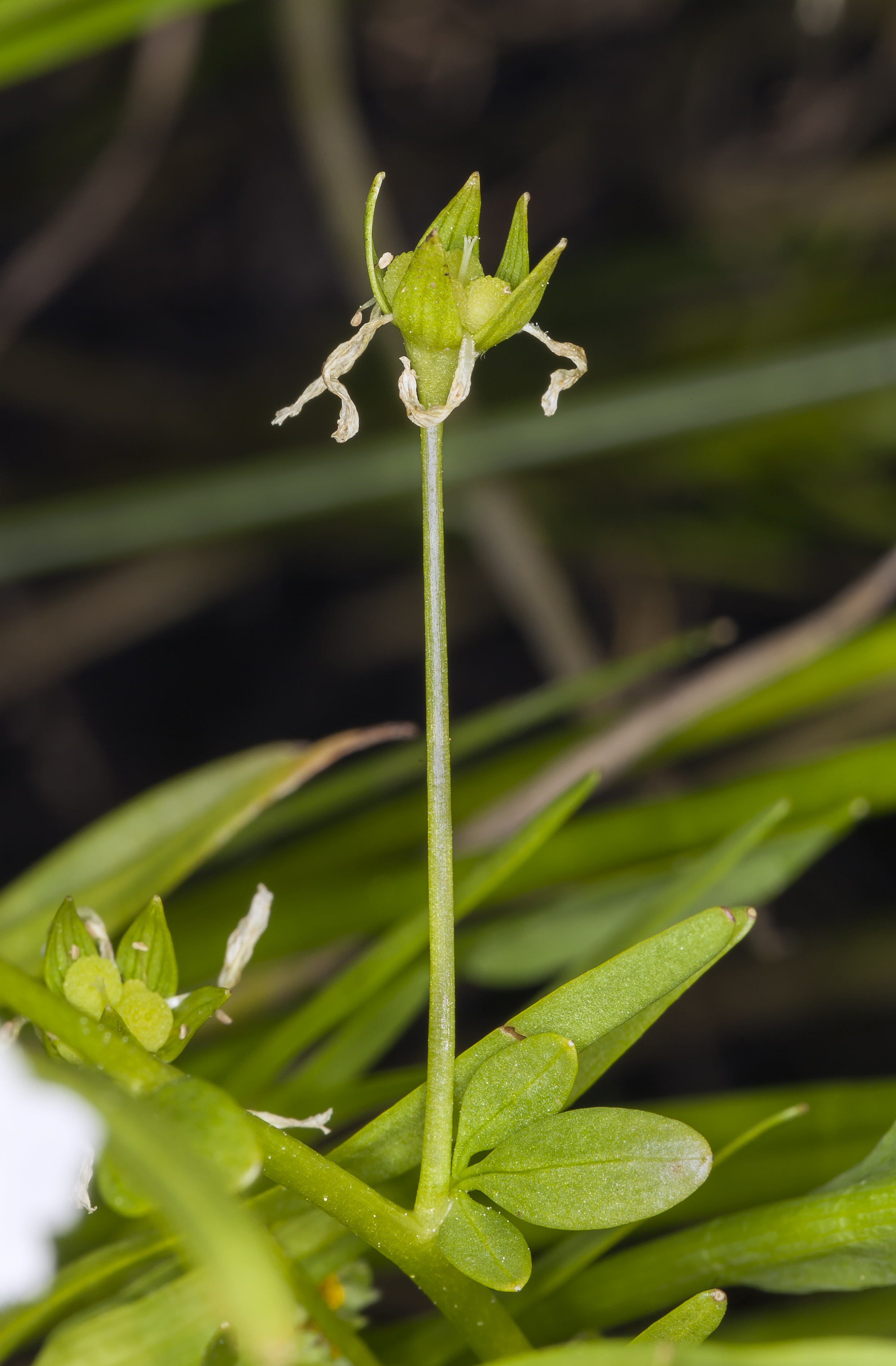 Limnanthes bakeri (Baker's meadowfoam) (7225471488)