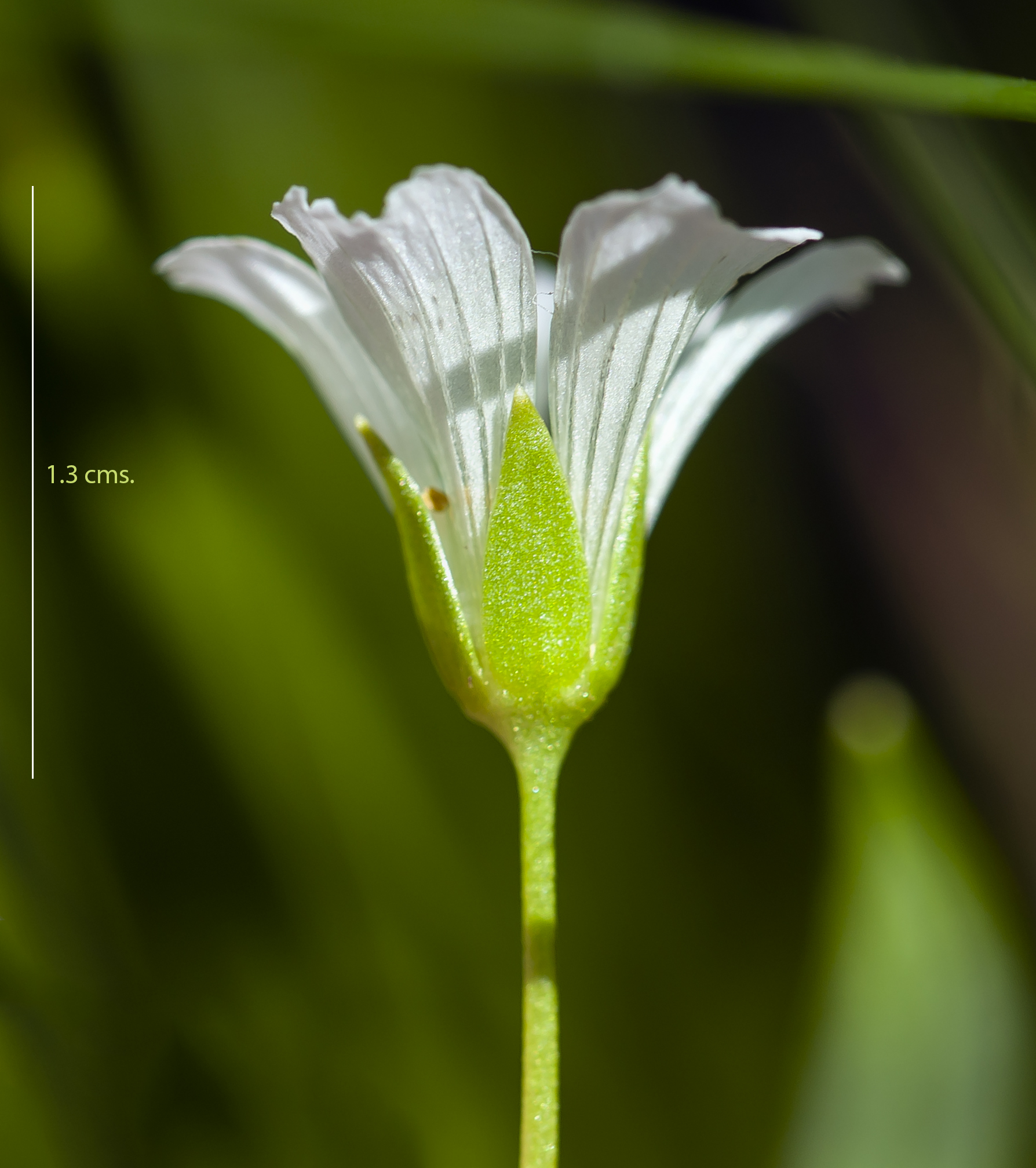 Limnanthes bakeri (Baker's meadowfoam) (7227999424)