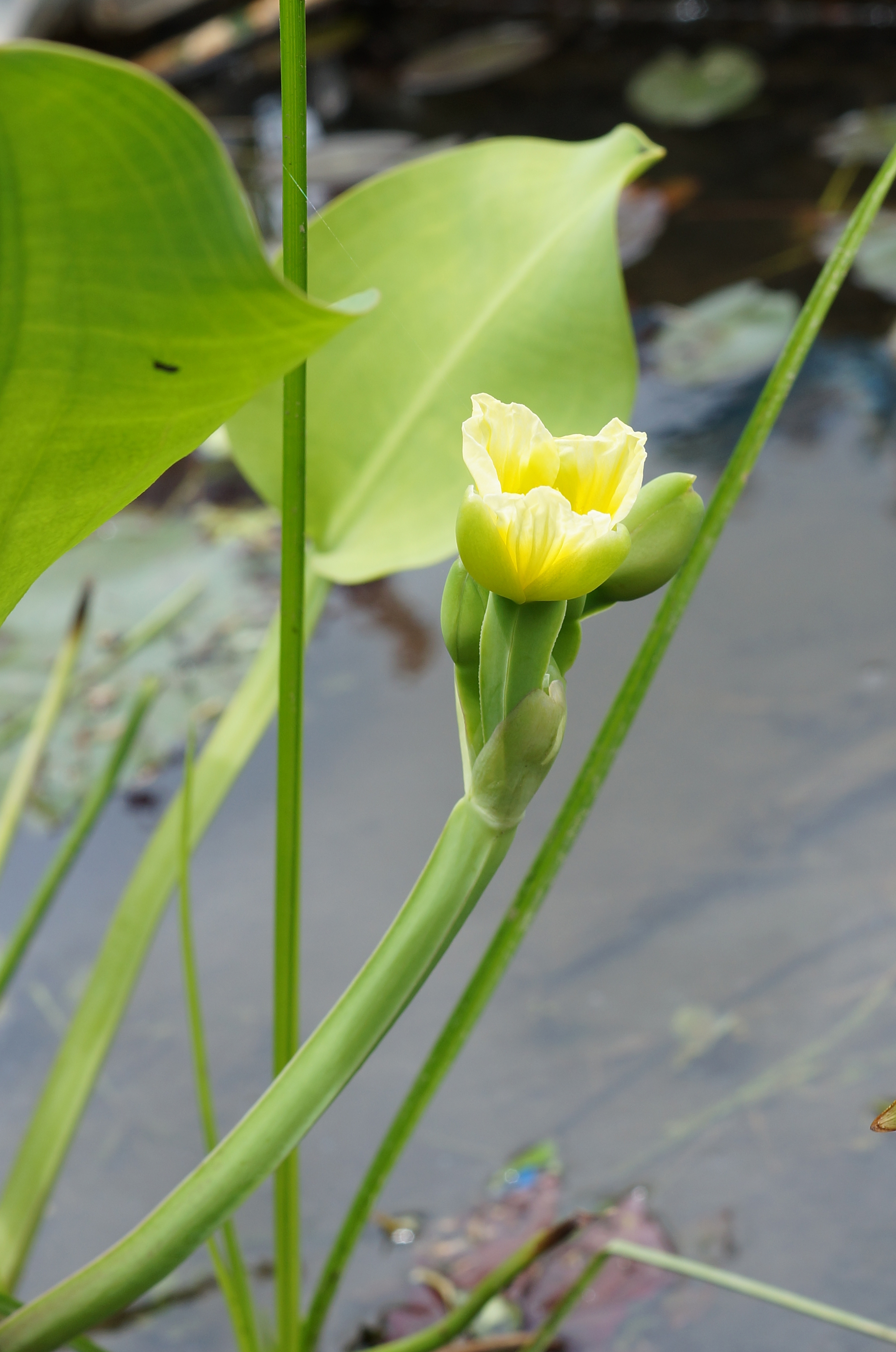 Limnocharis flava 02